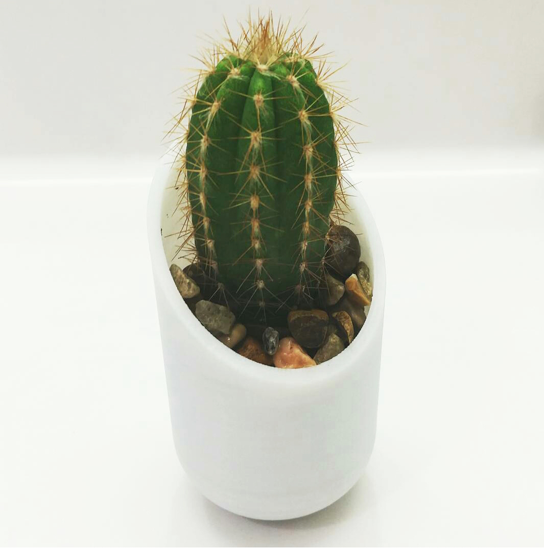 Cacti Pot