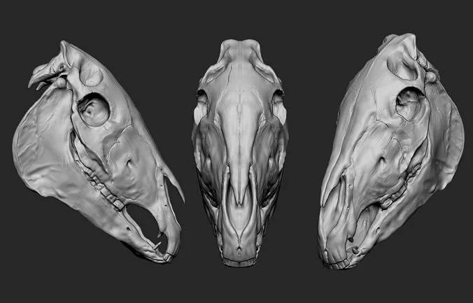 Horse Skull