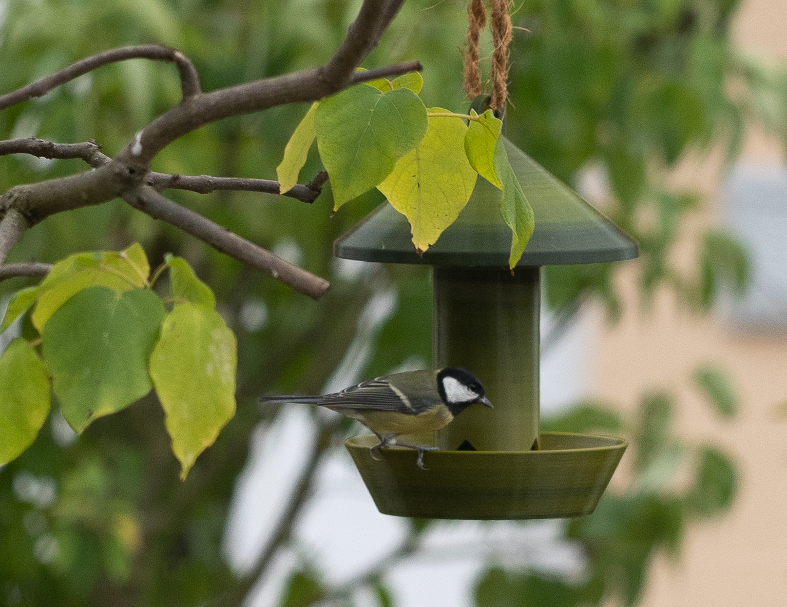 Vogel Futterspender / Bird food dispenser