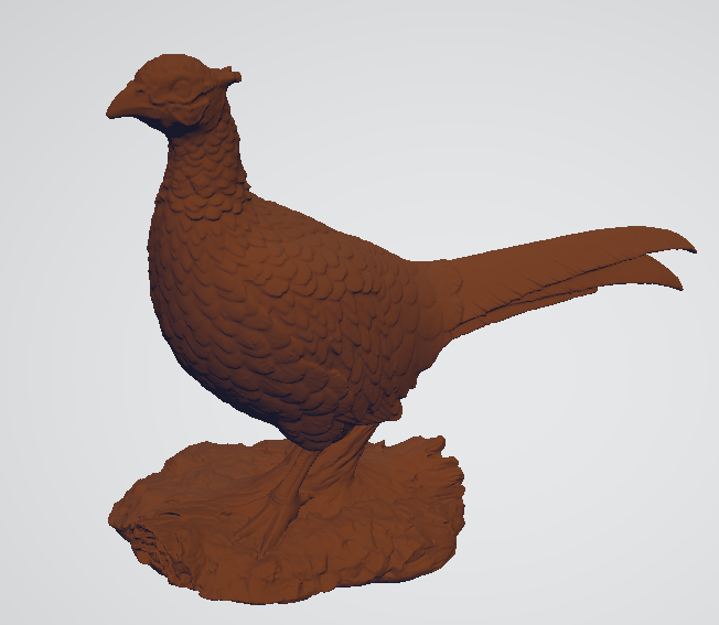 rooster pheasant