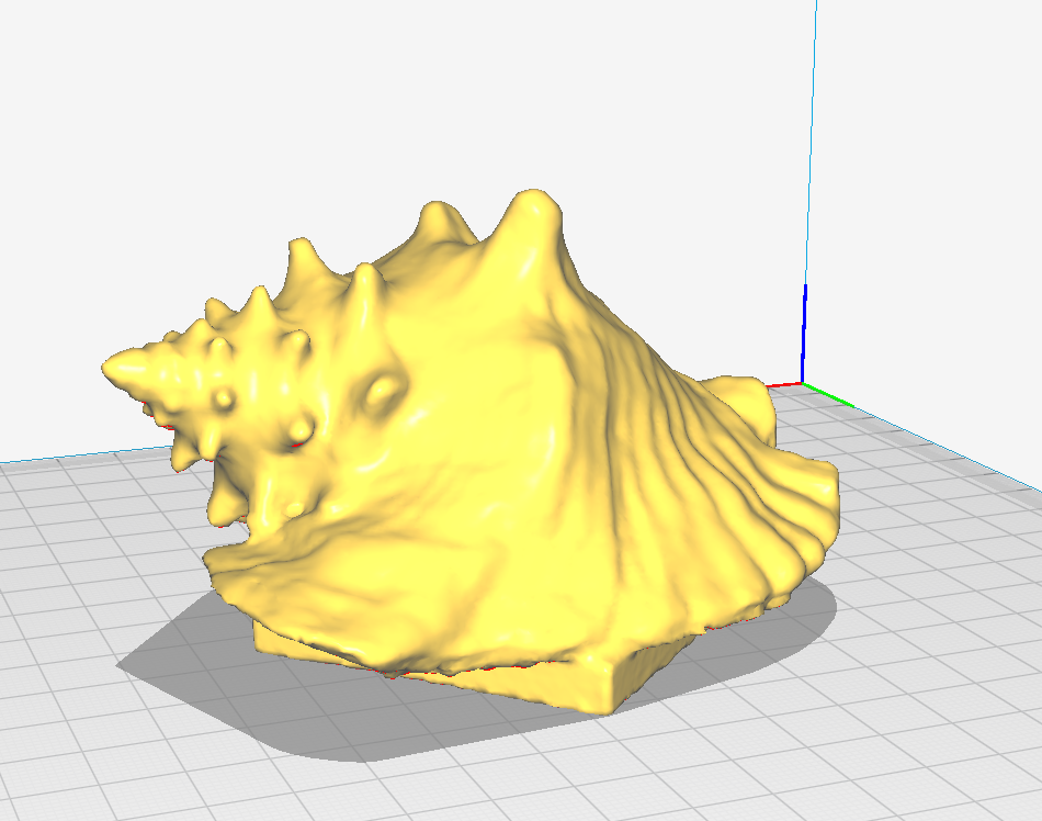 Shell - Queen Conch