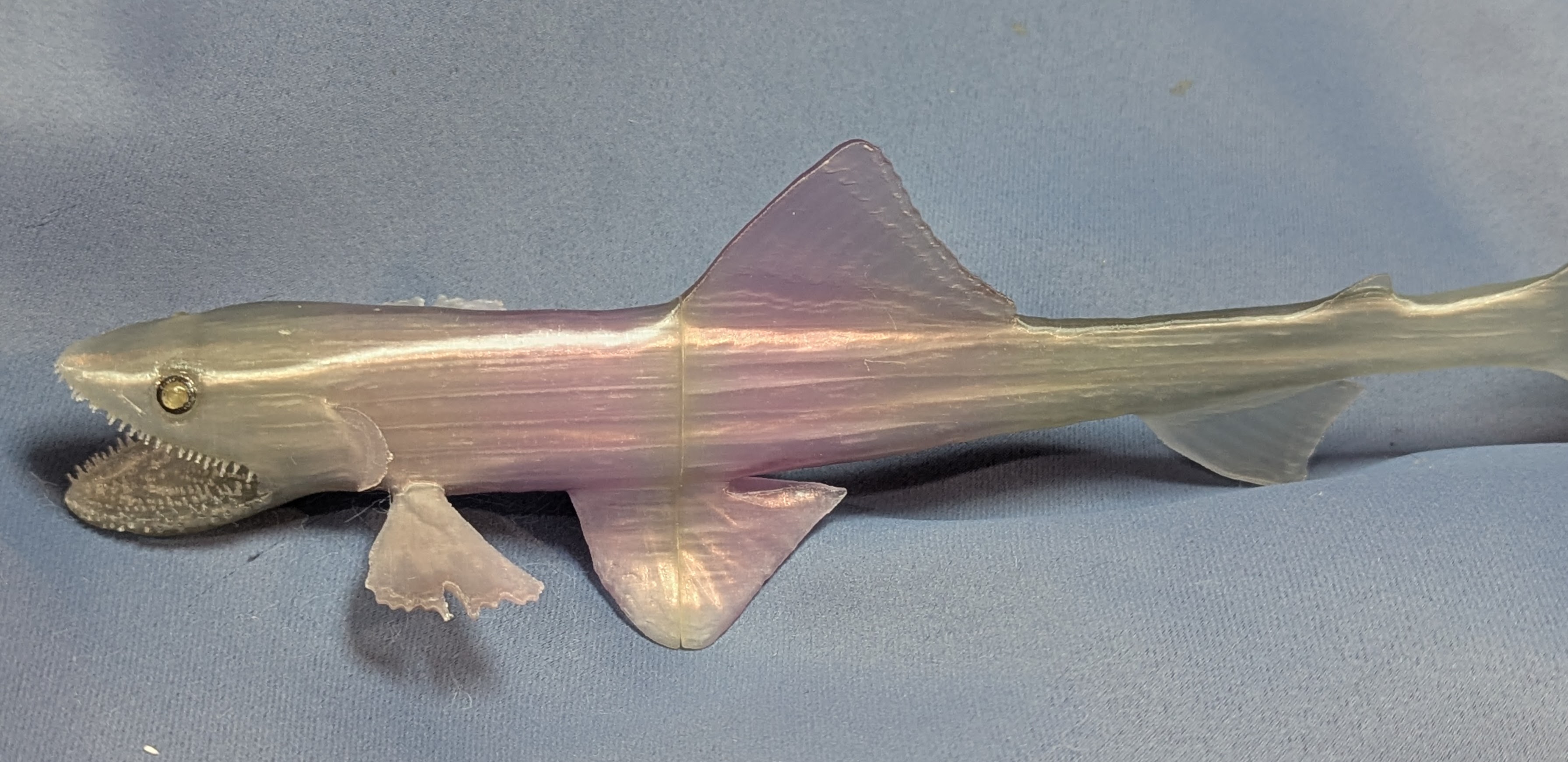 Deep-sea lizardfish - Bathysaurus ferox, redux