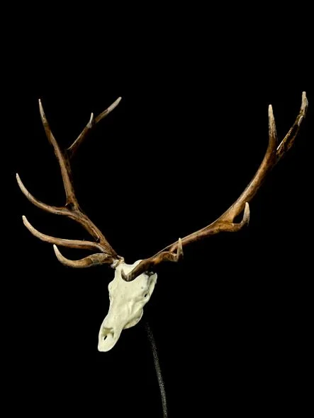 Rocky Mountain Bull Elk Skull European Mount
