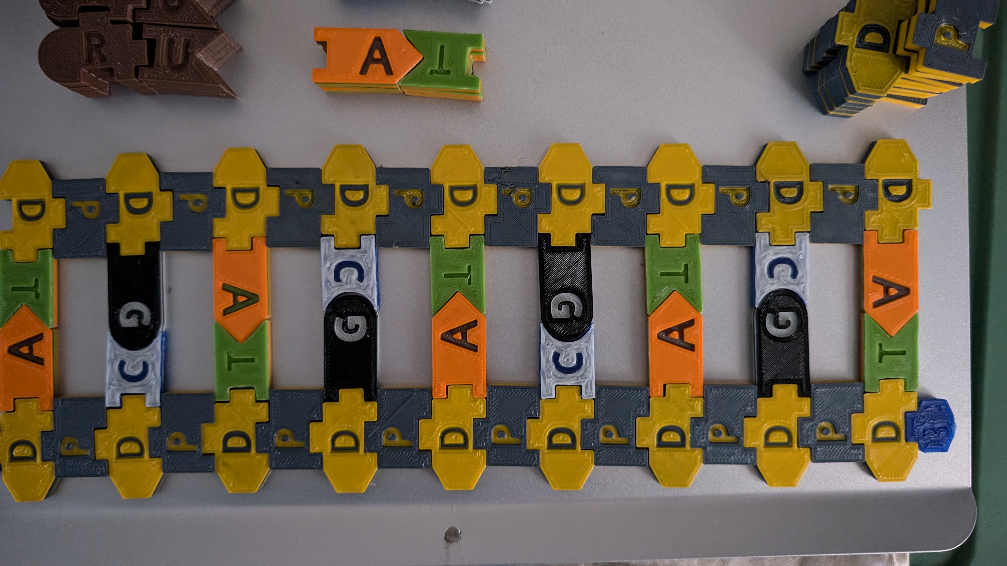 DNA / RNA Manipulatives V2 Display