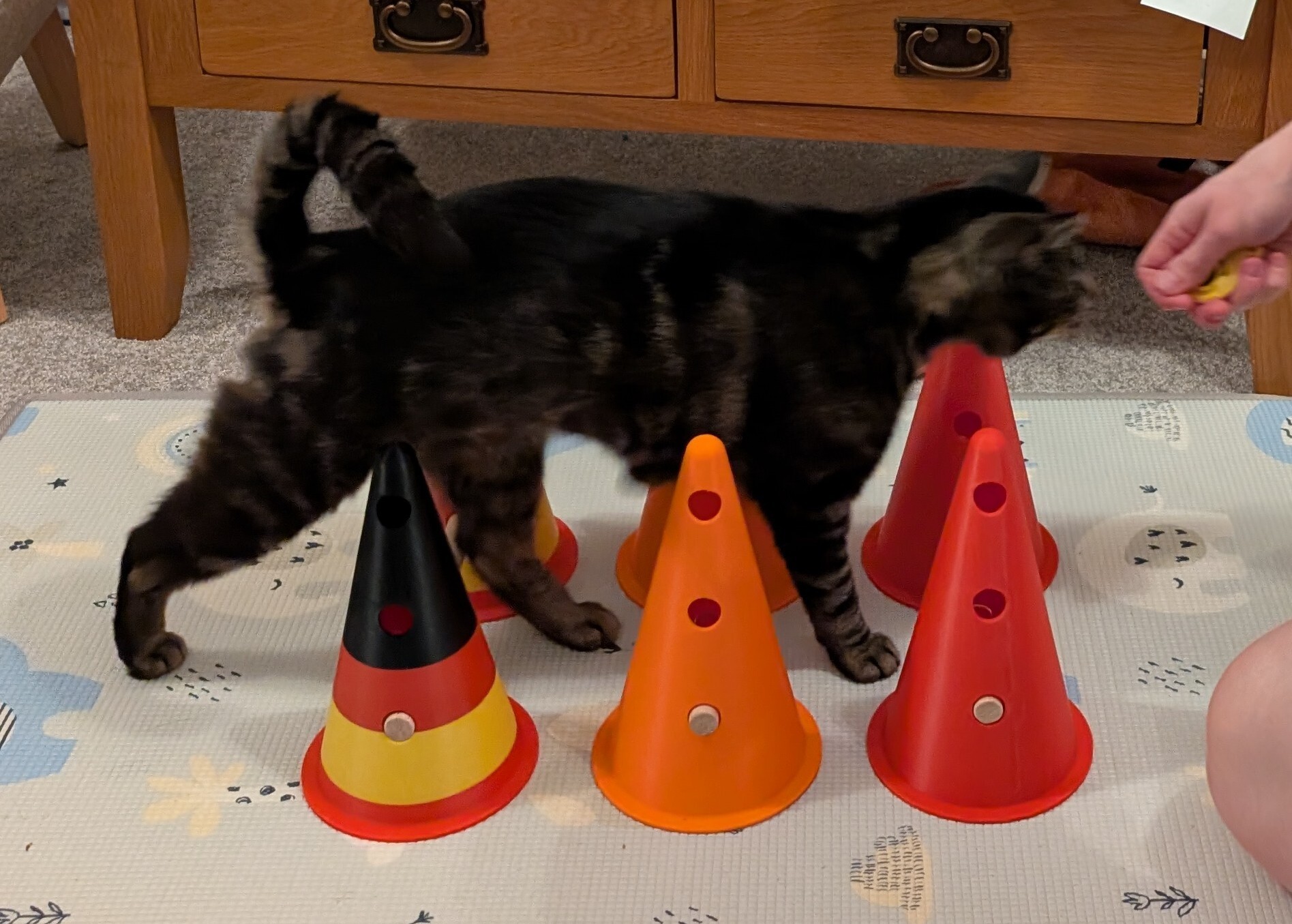 Agility Cones