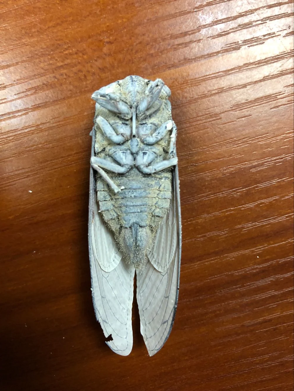 Cicada