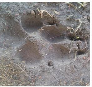 Coyote track