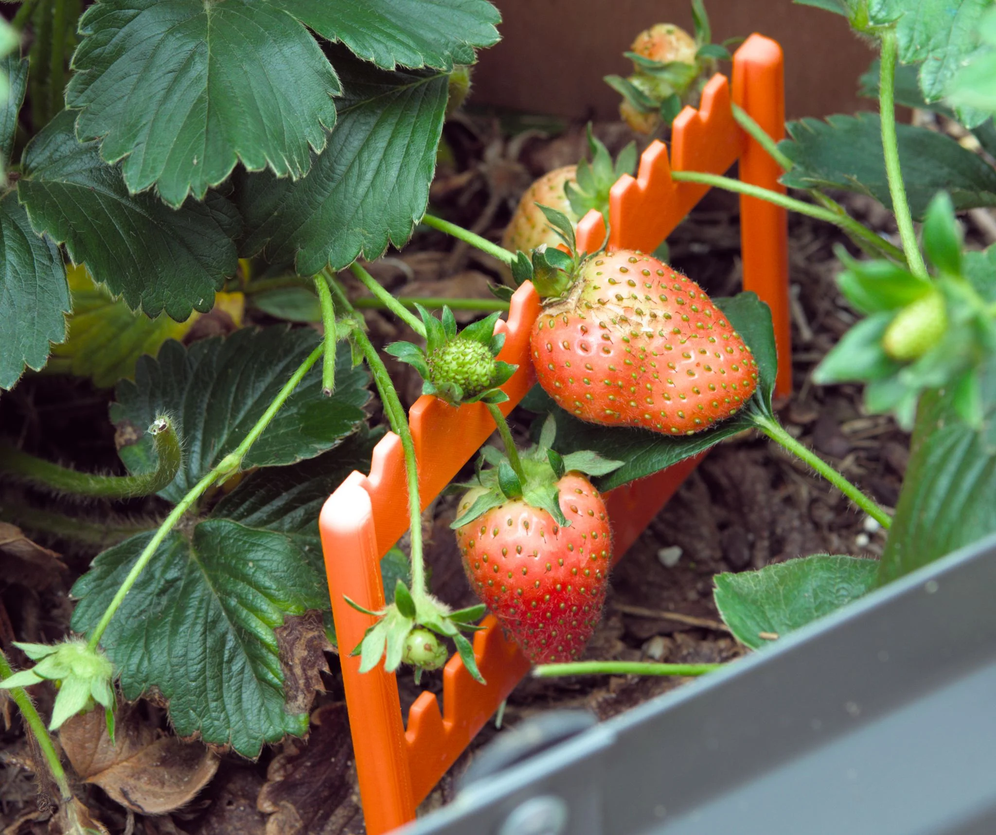sorros strawberry saver