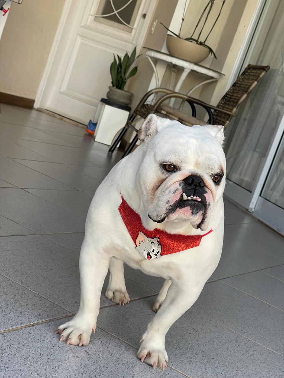 Cachorro