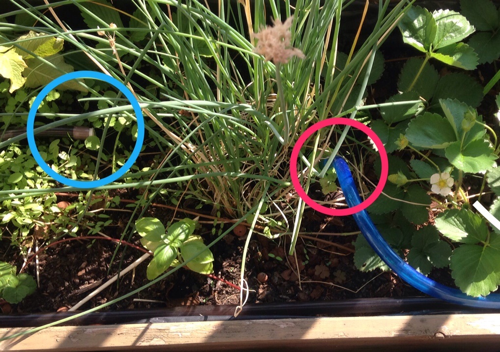 Garden Watering