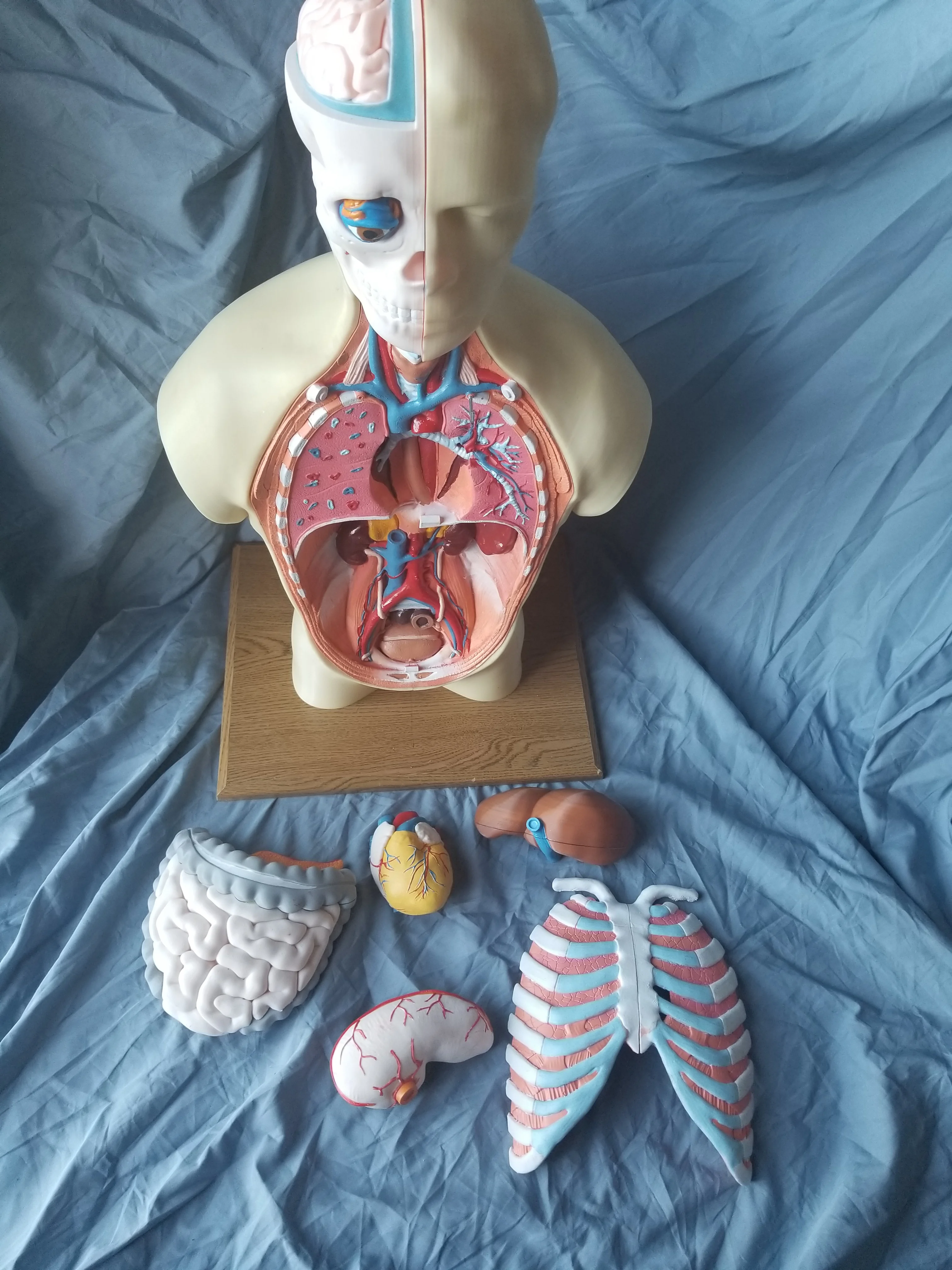 Human Anatomy Torso Model