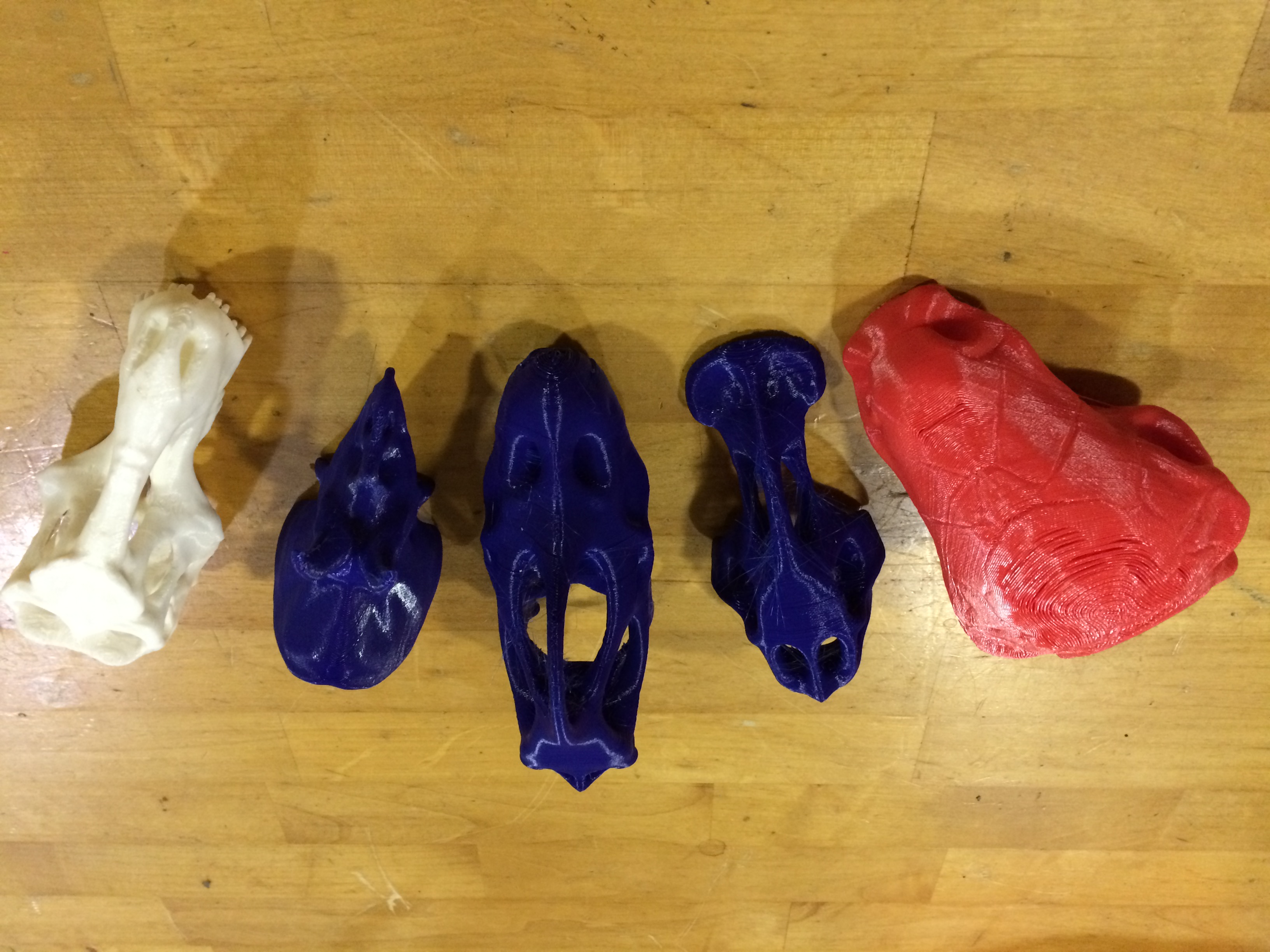 Anatomically Accurate Dinosaur Skulls