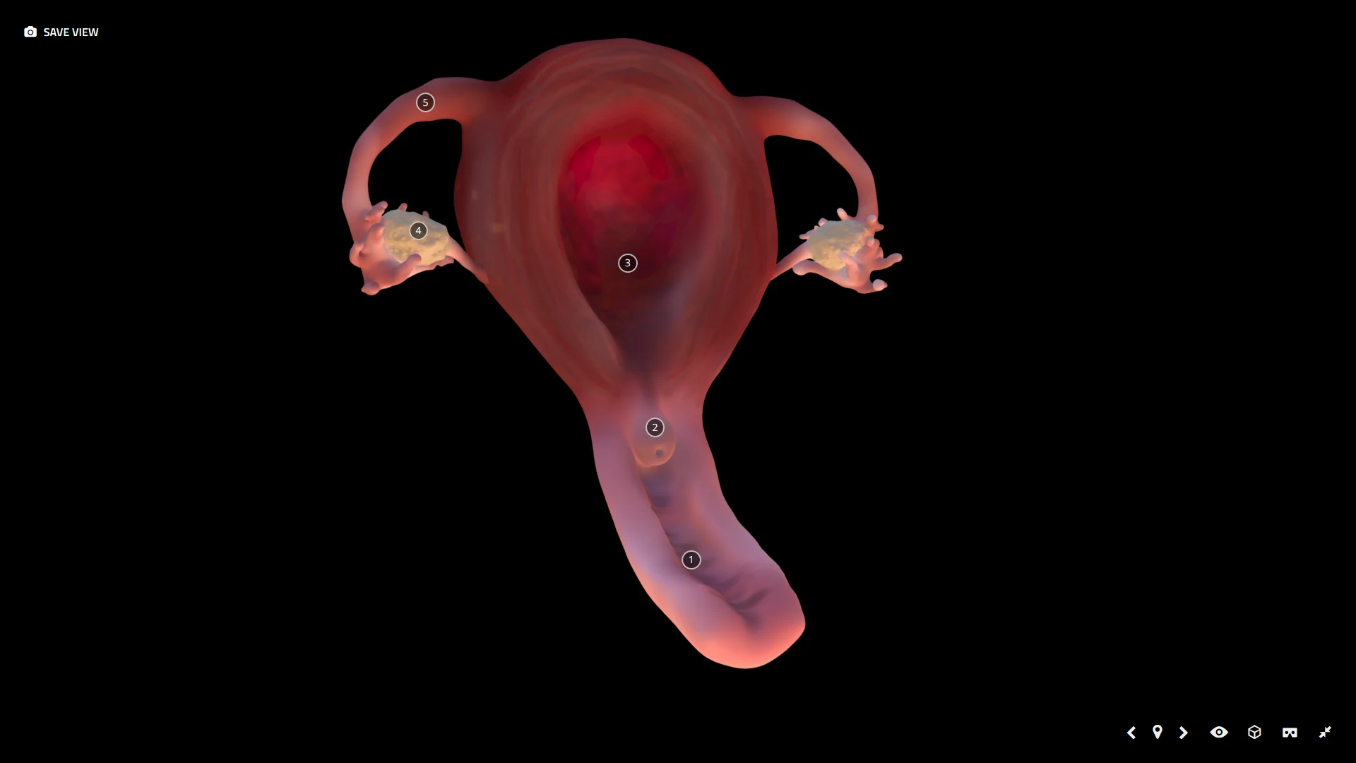 Anatomical Uterus, Vagina, and Internal Sex Organs
