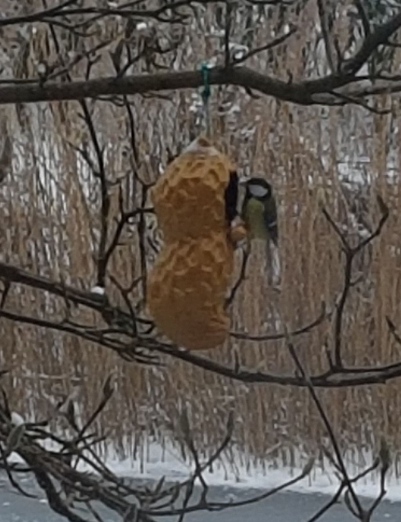 Peanut Butter Peanut Feeder