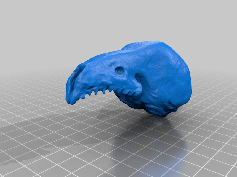 Shrew Skull