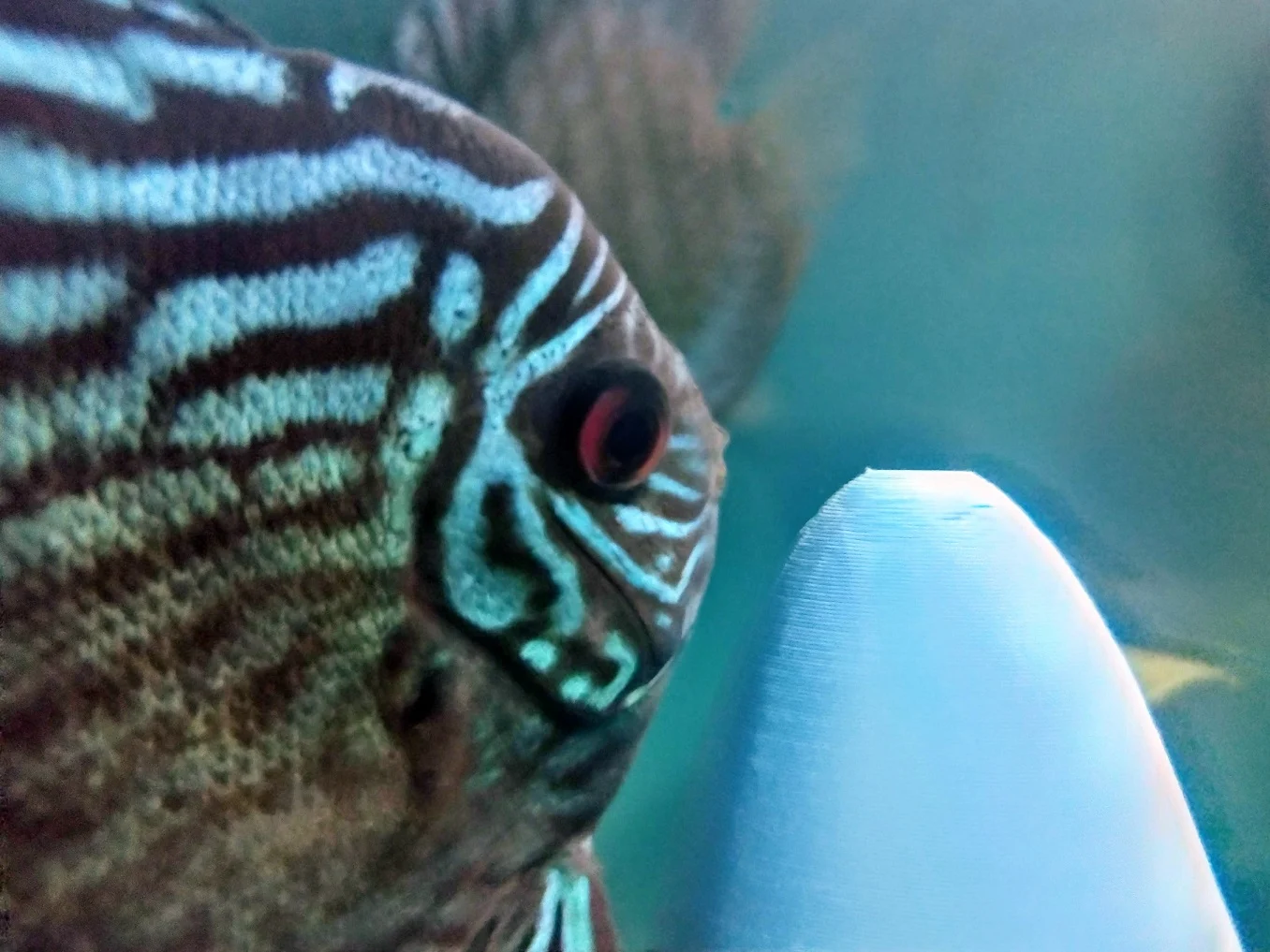 Breeding Cone for Discus Fish / Cono desove pez disco