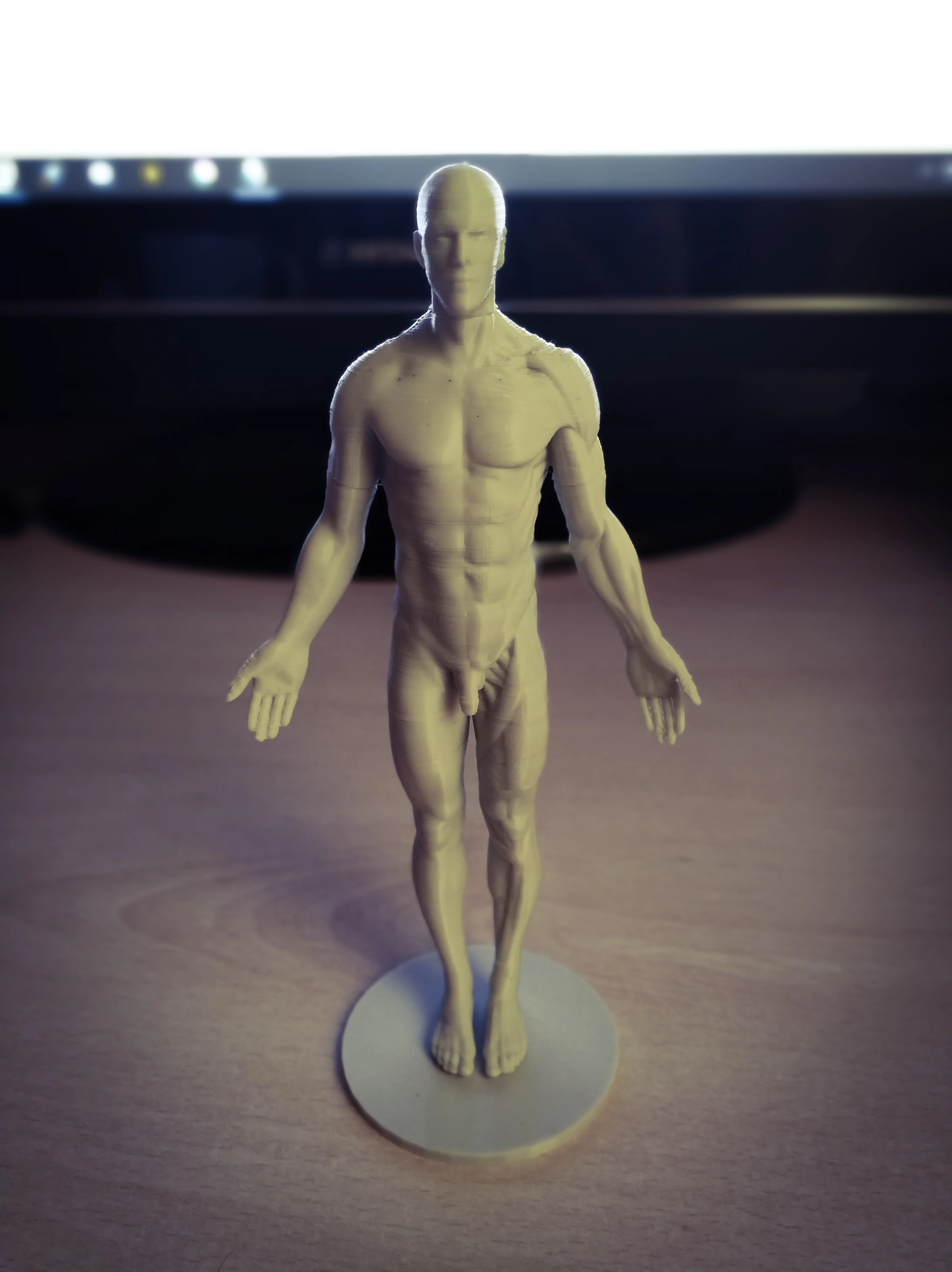 Anatomy Reference Optimized