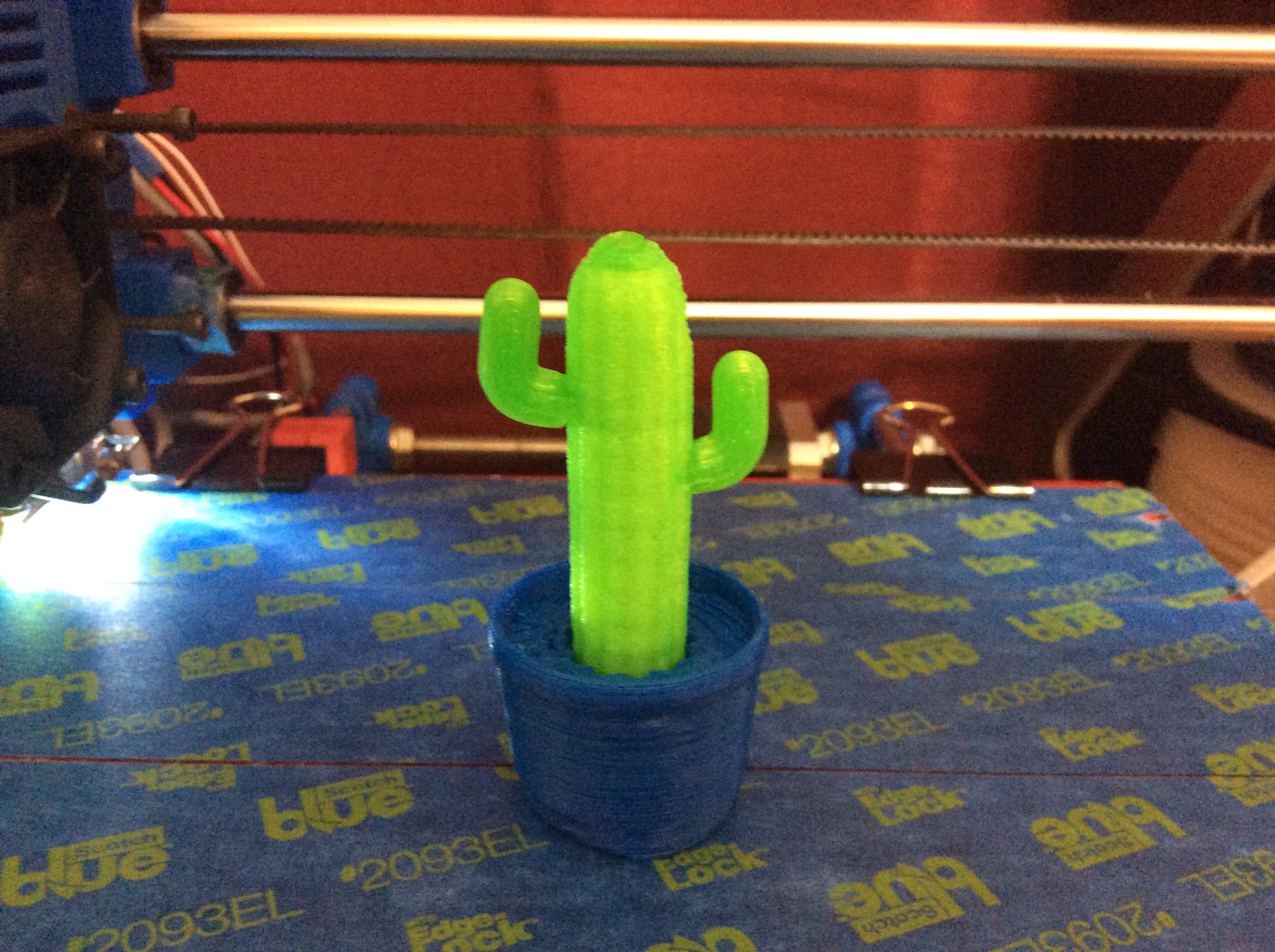 Cactus plant