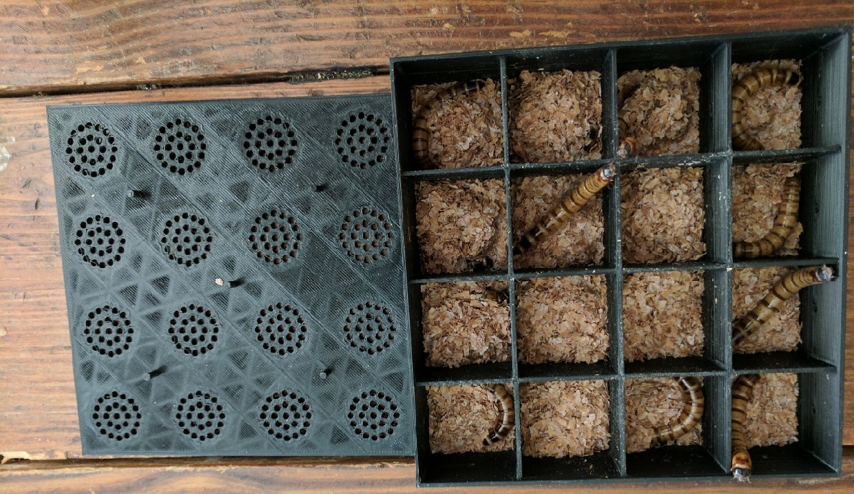 Meal Worm Pupa Container