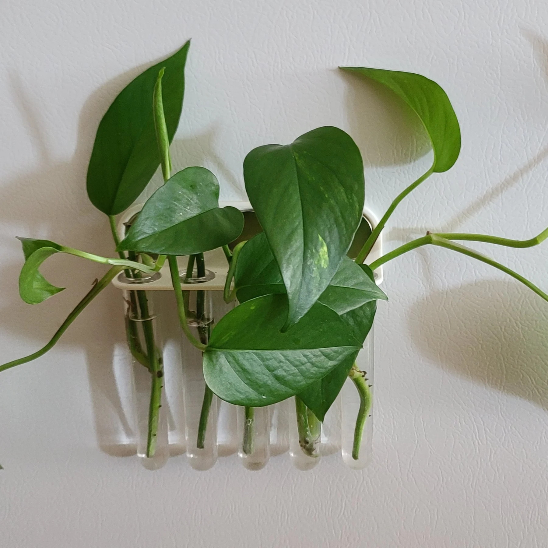 Magnetic Test Tube Propagators