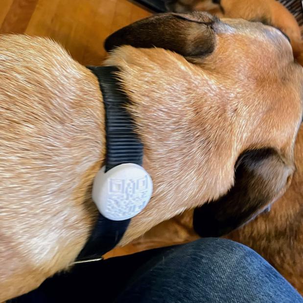 Low Profile Airtag Dog Collar