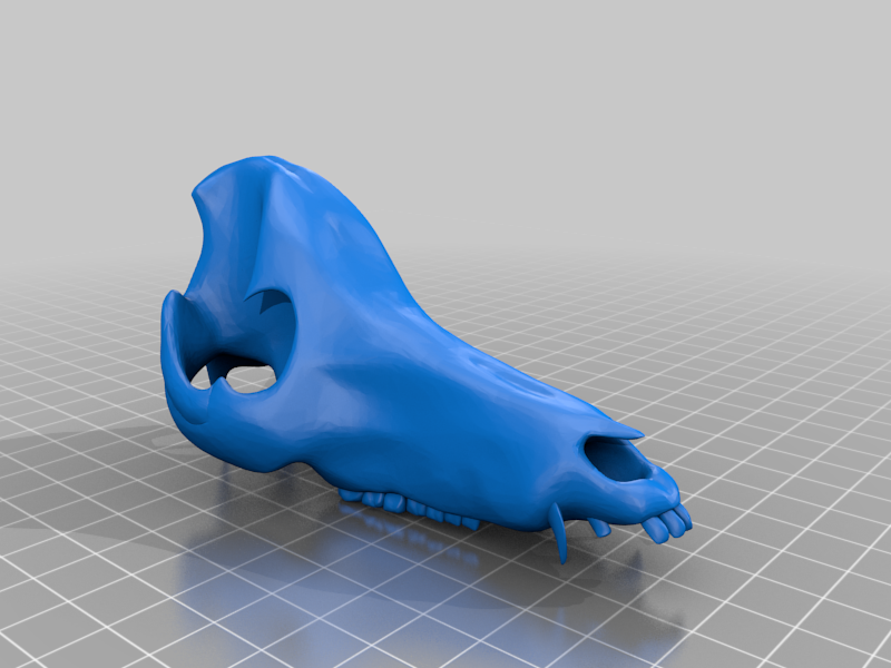 craneo de cerdo - (pig skull)