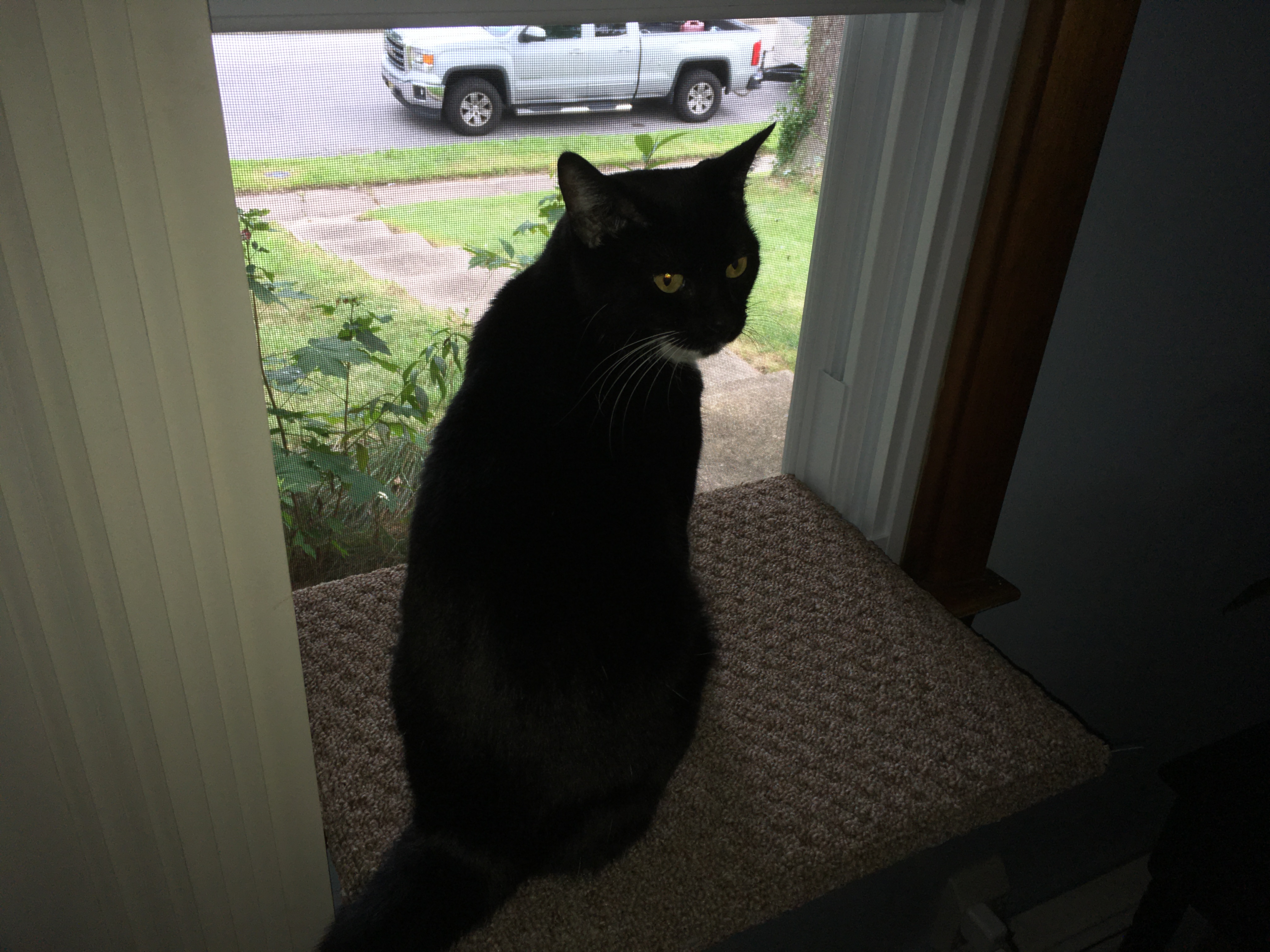 Window Cat Perch
