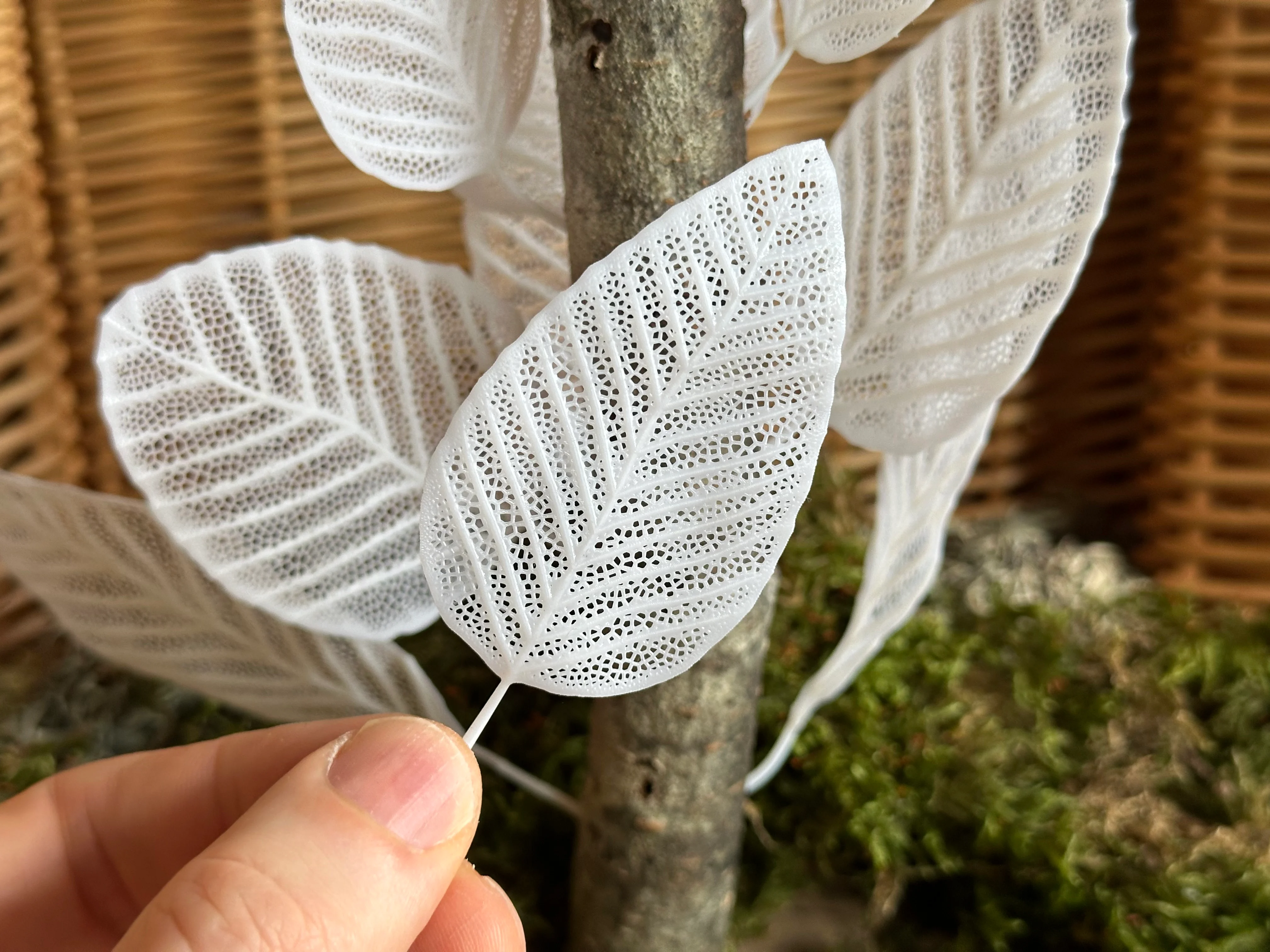 Skeleton Leaves
