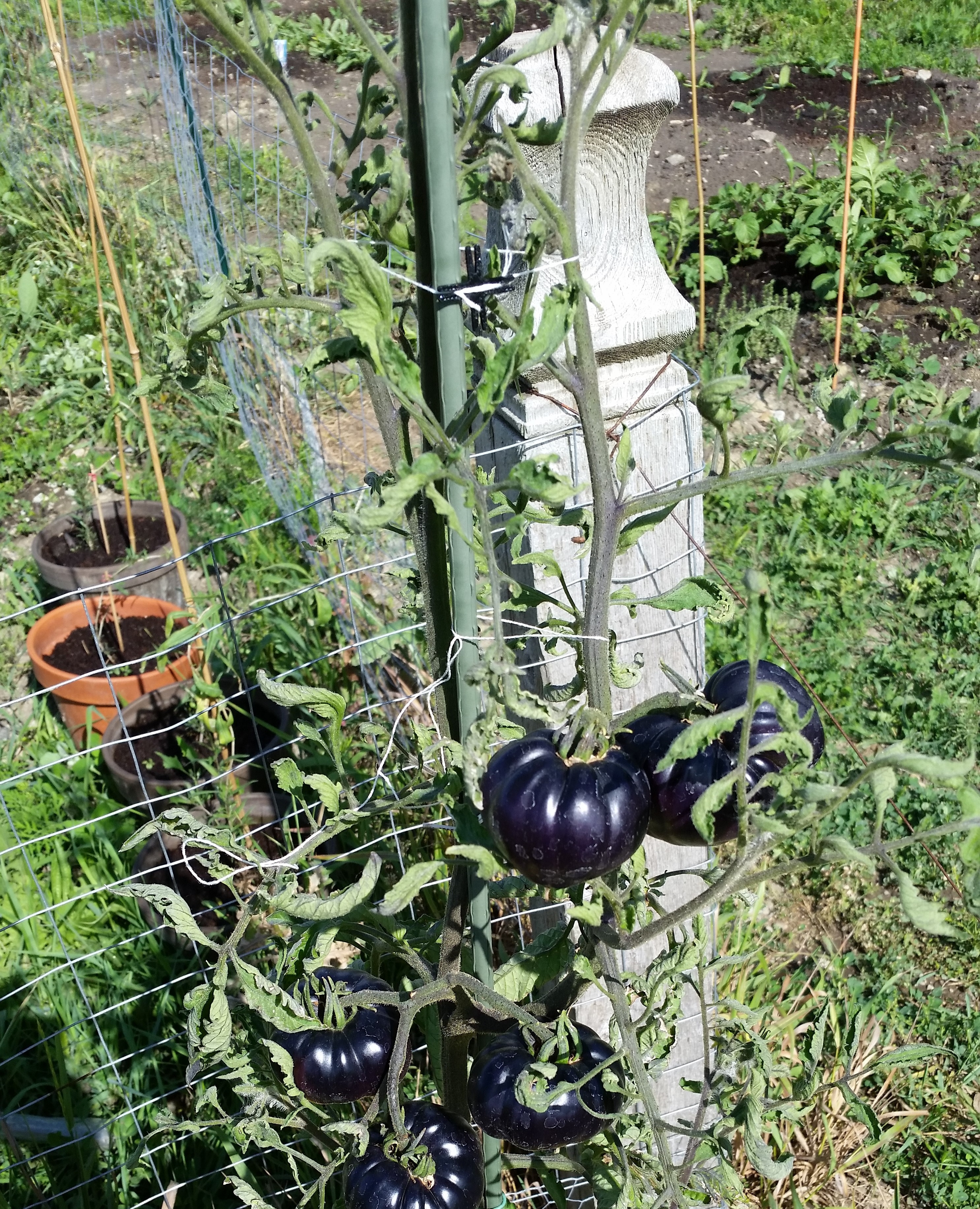 Garden String Clip