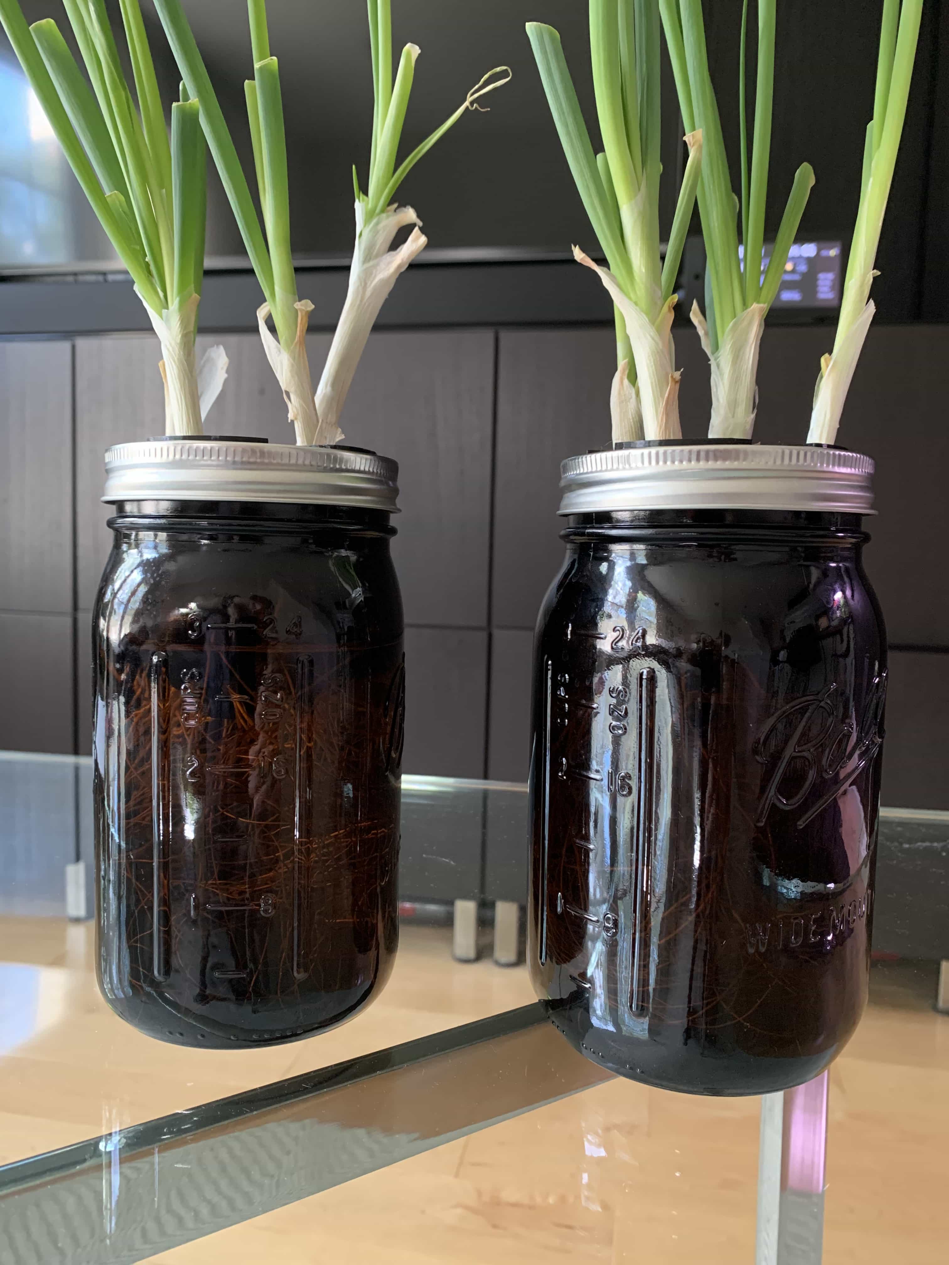 Mason Jar Scallion Grow Pods