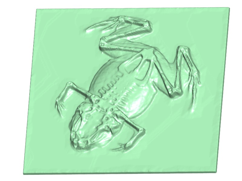 frog low relief (X-ray image)