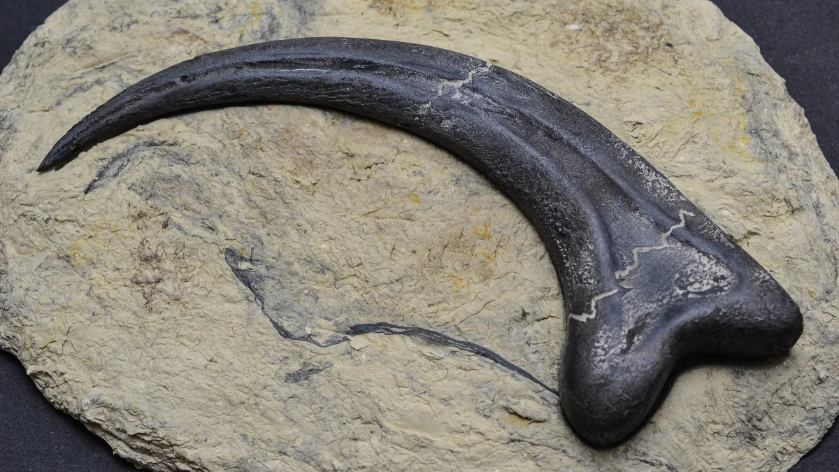 Alan Grant's Raptor Claw from Jurassic Park