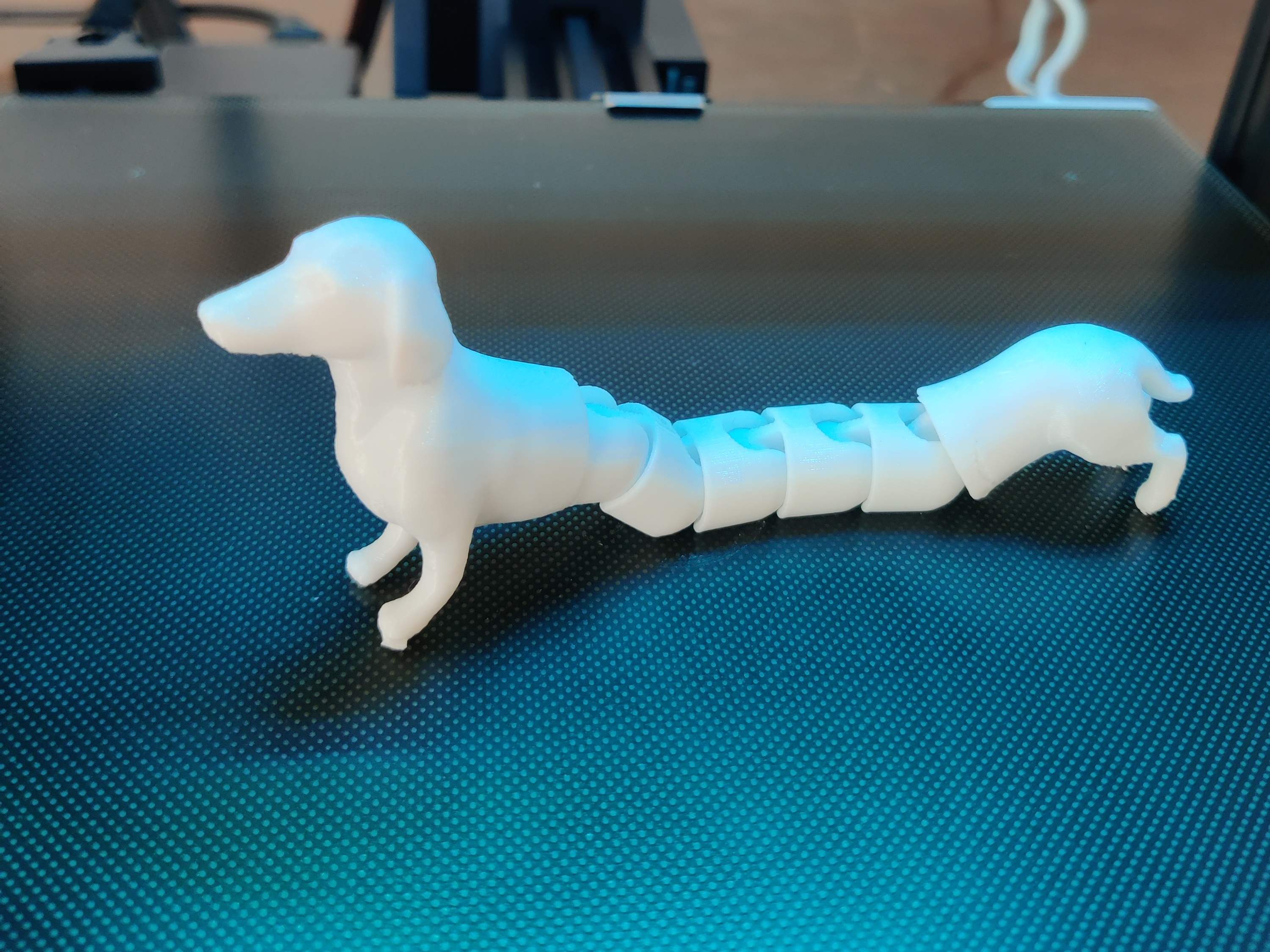 Flexible Dachshund