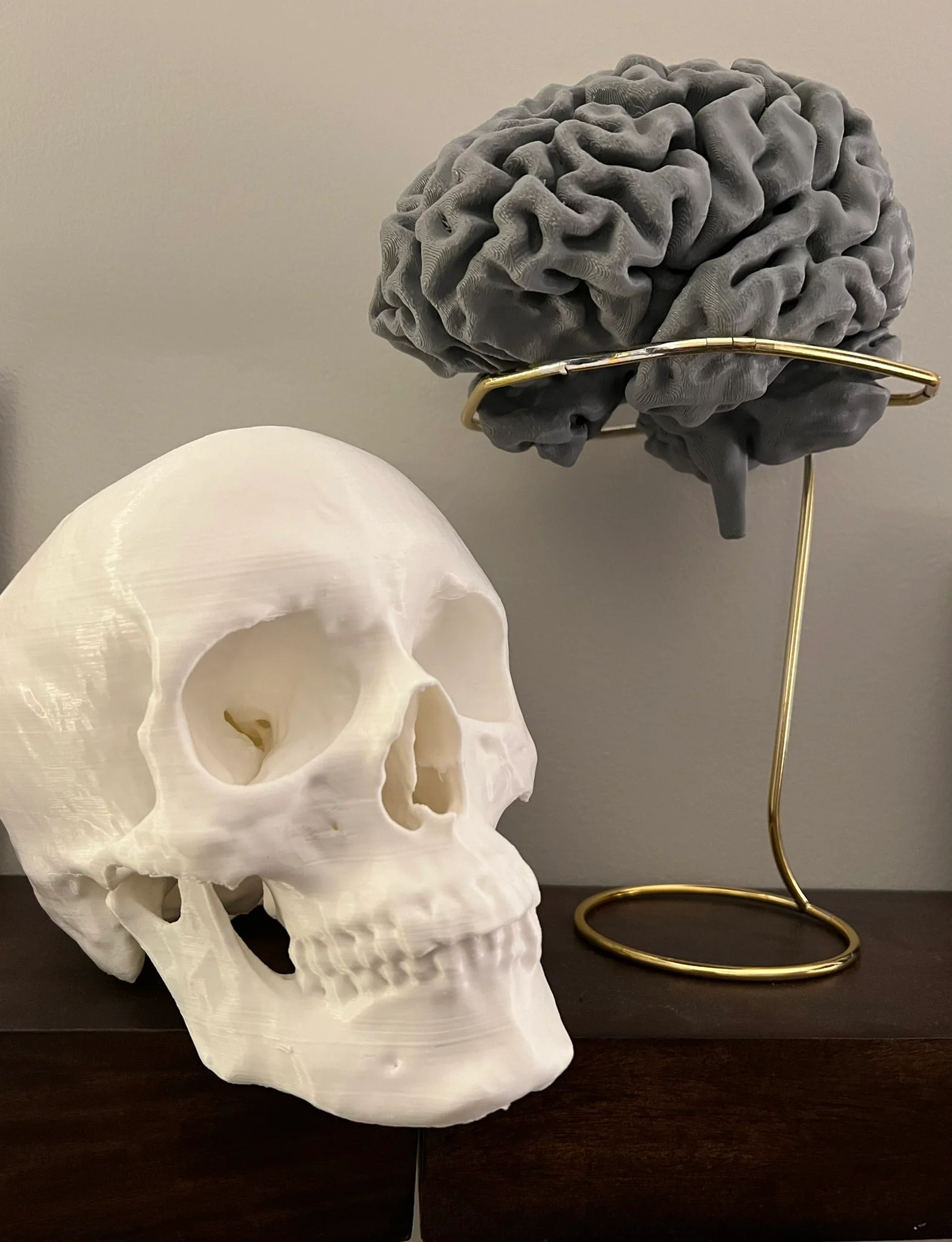 Human Skull and Face