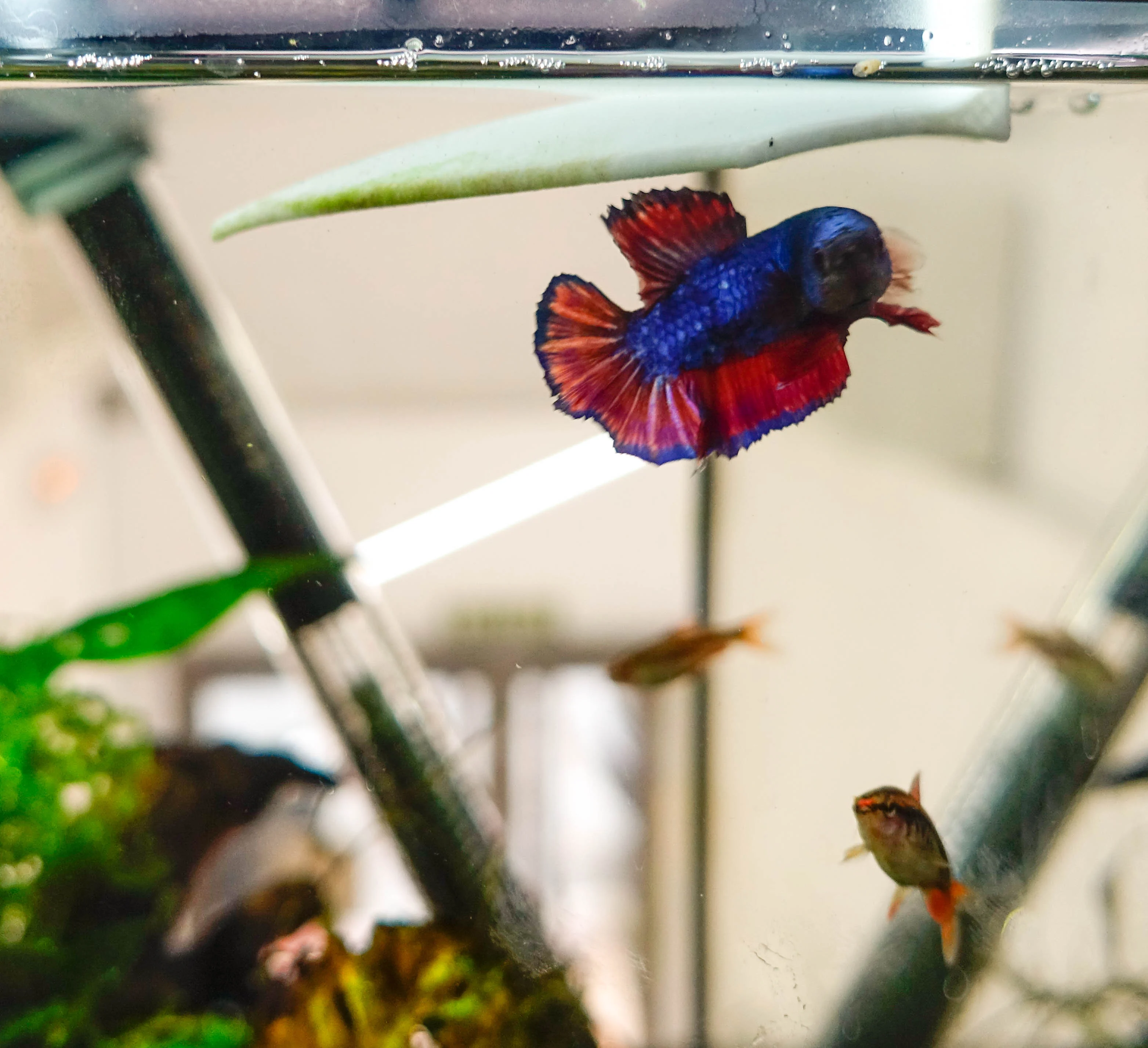 Betta hammock
