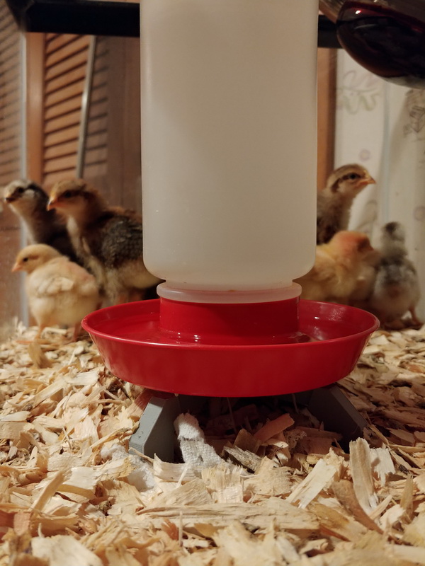 Miller mfg Little Giant Model 740 Poultry chick waterer stand