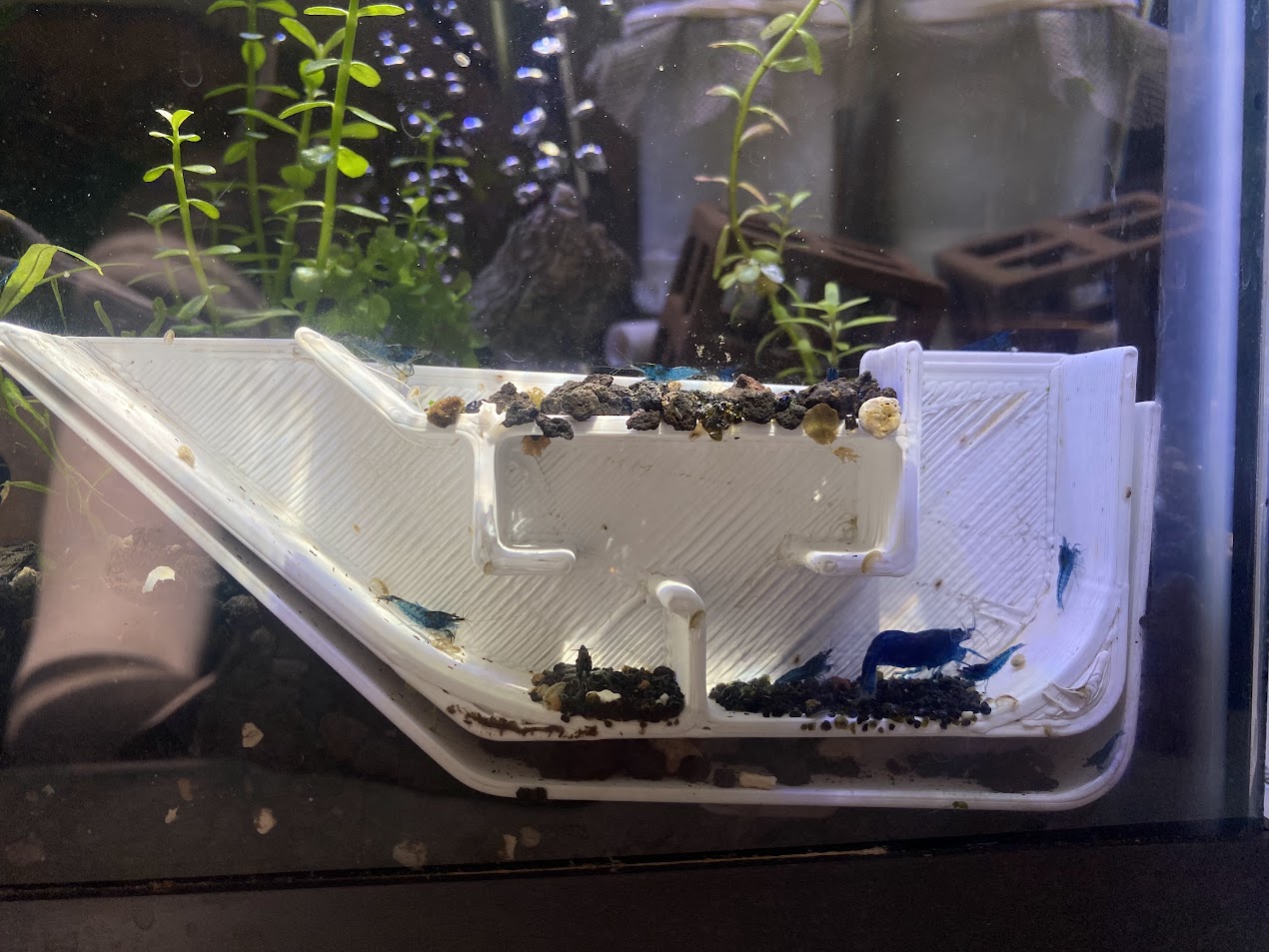 Shrimp Enrichment Hut