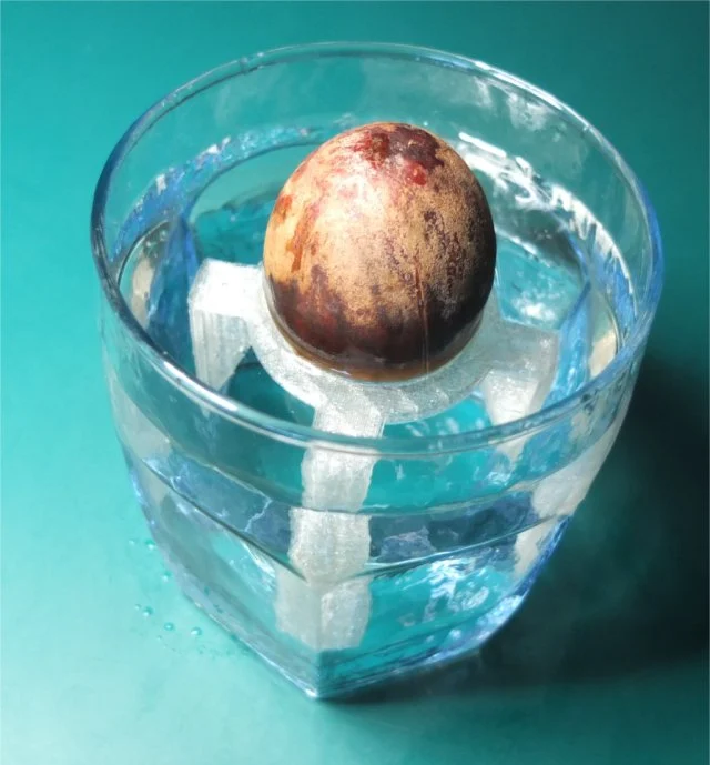 avocado seed stand