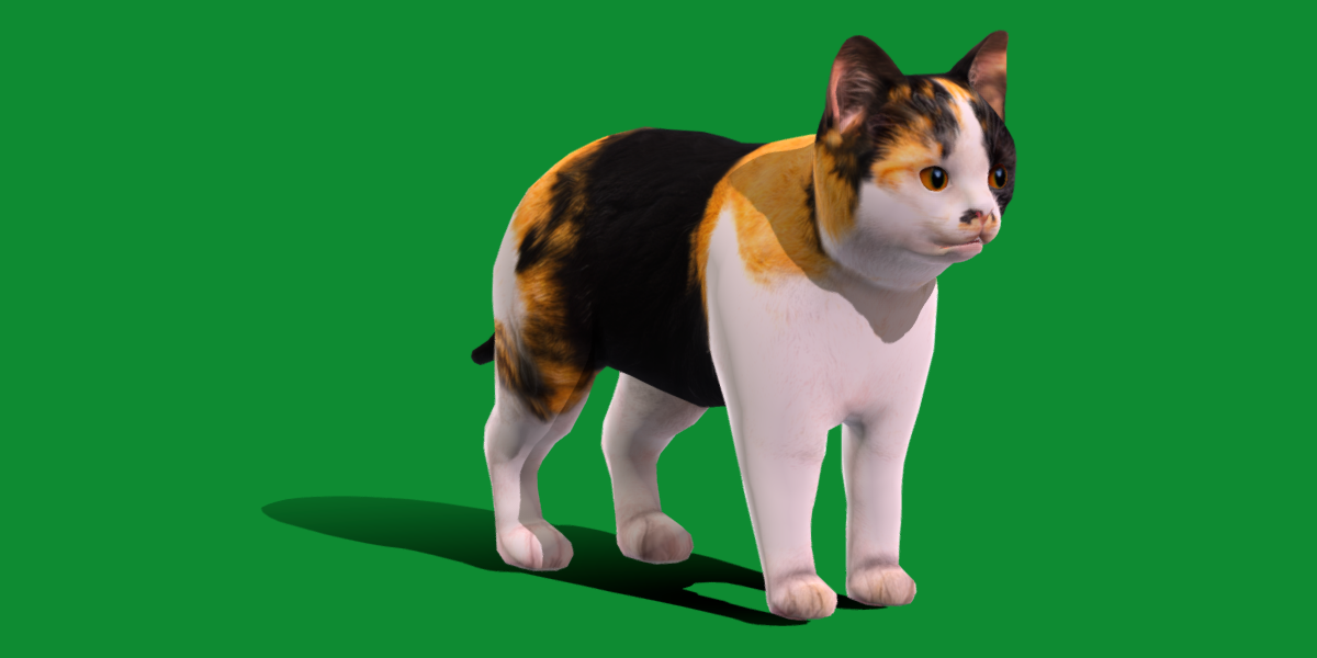 Calico Kitten Cat