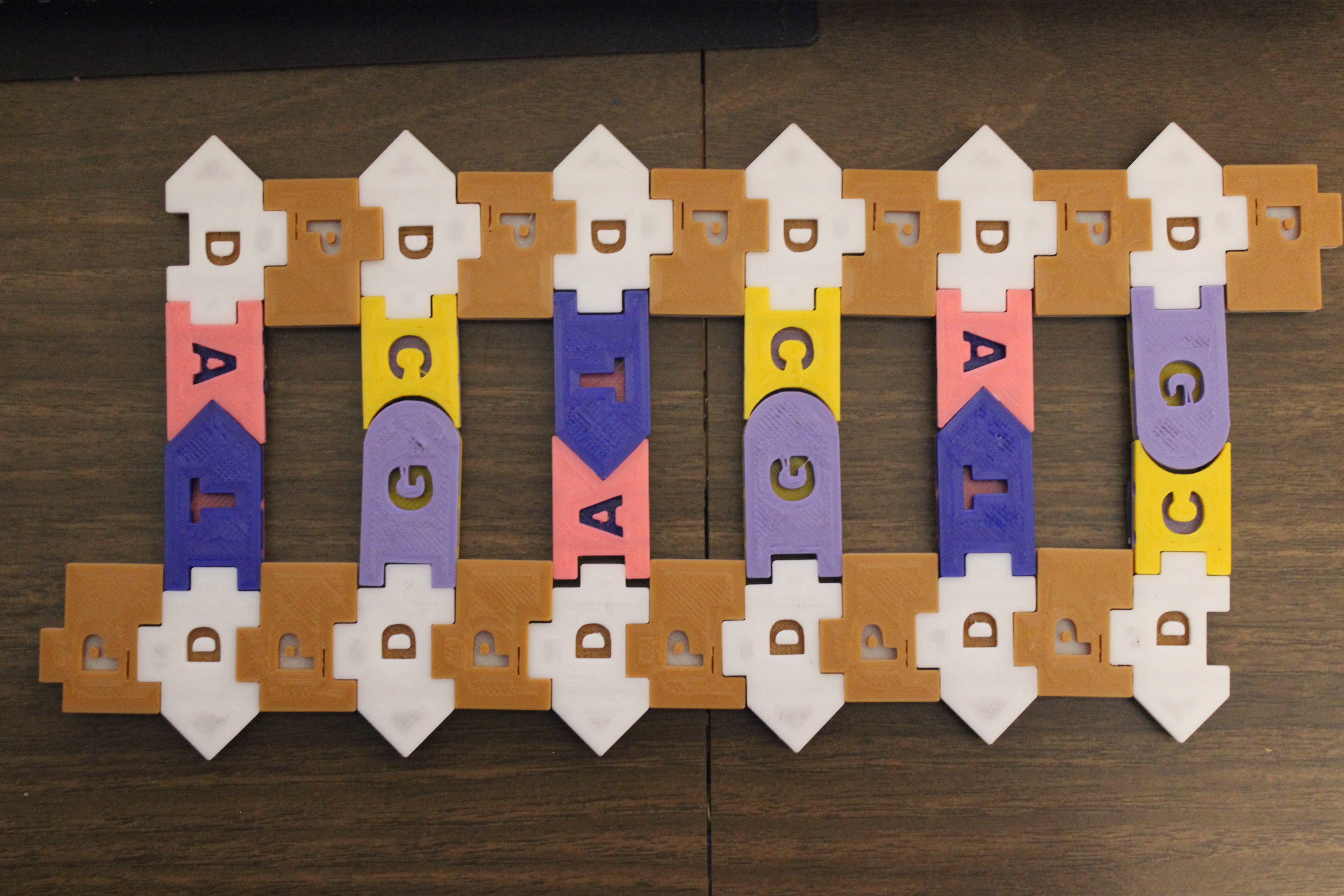 DNA / RNA Manipulative Display Set V2