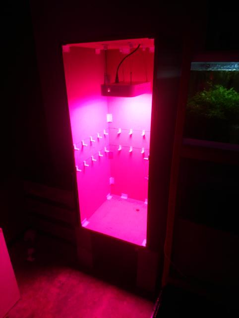 Hydroponics Build