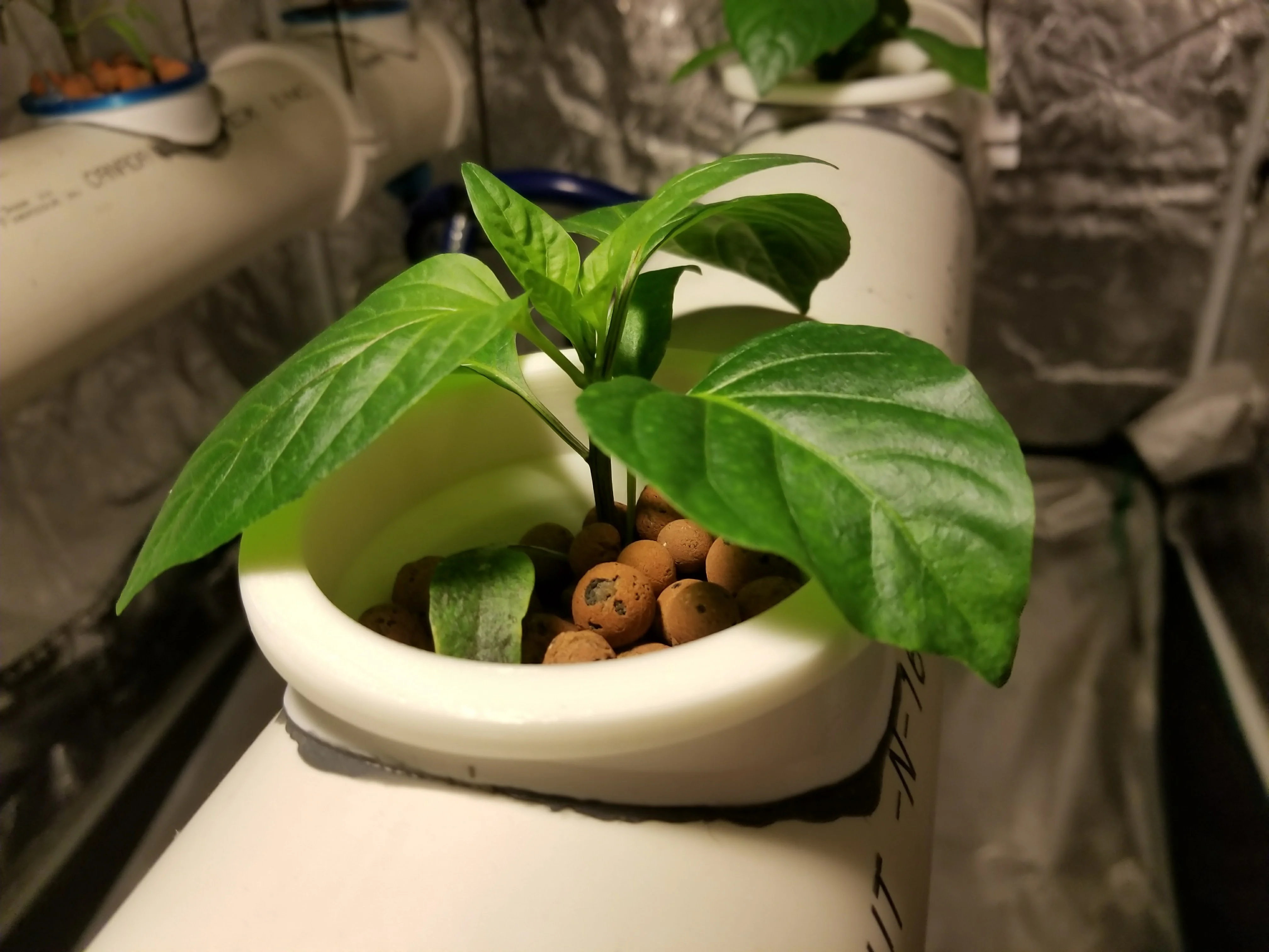 Hydroponics Net Cup / Pot System for 4inch PVC Pipe