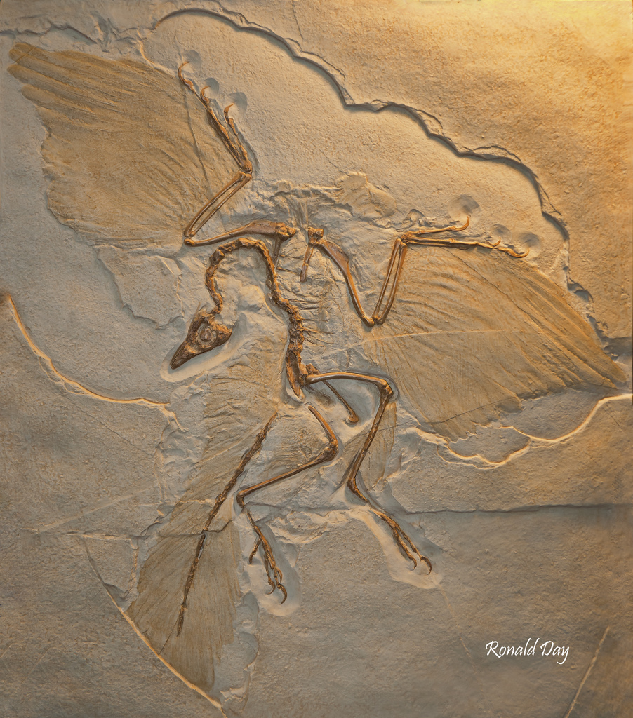 Archaeopteryx Dinosaur Fossil