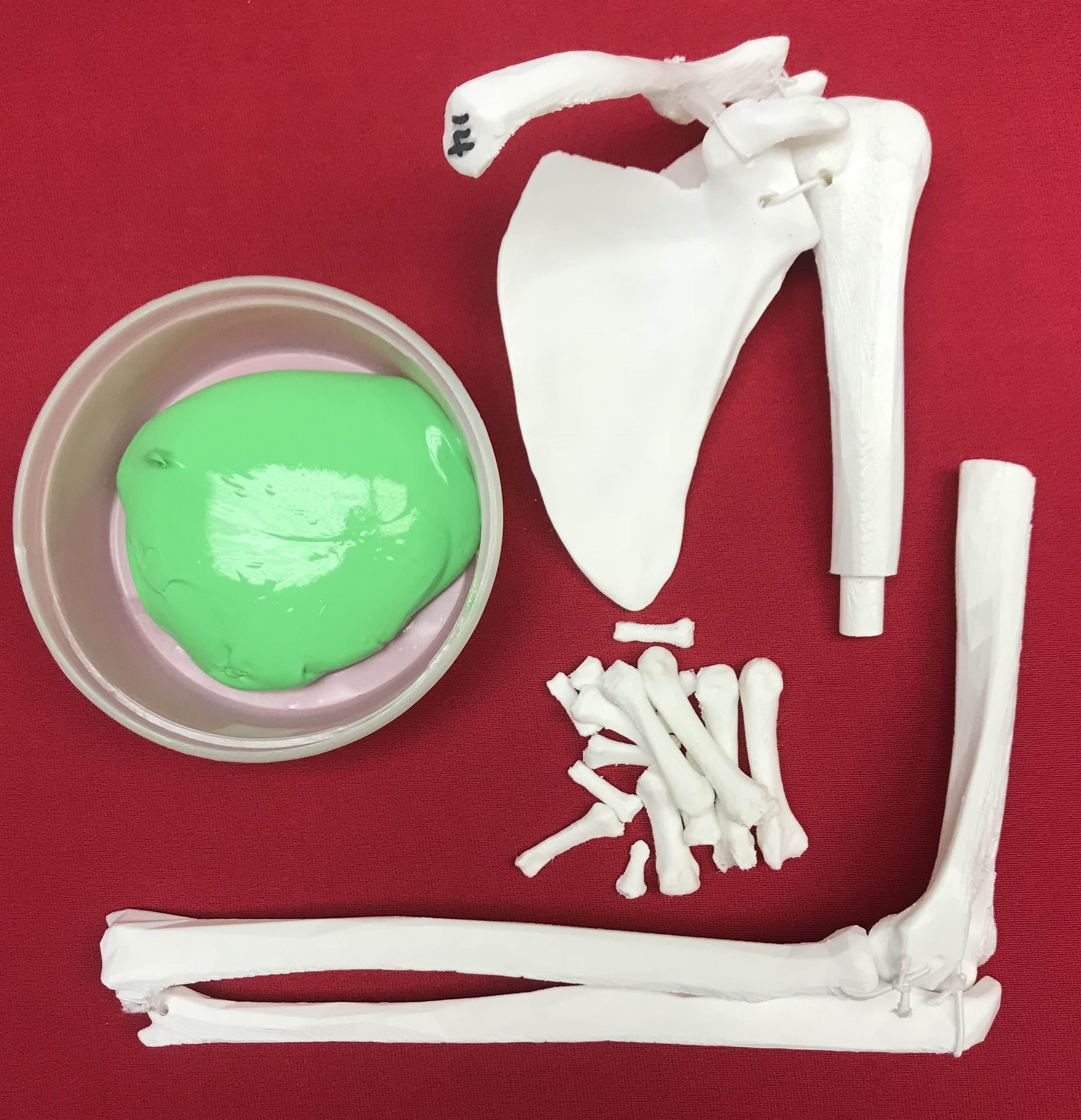 Upper Limb Bone Anatomy Model (Left)