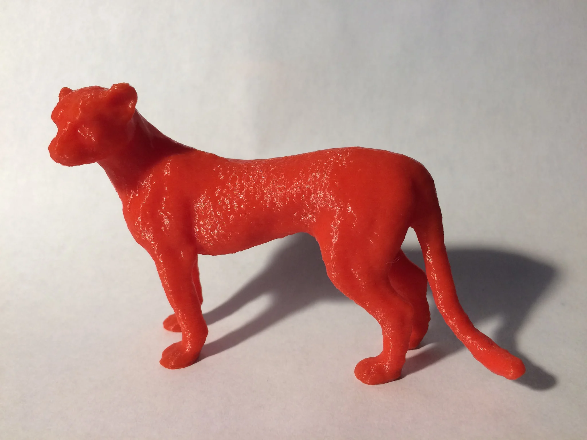 Cheetah
