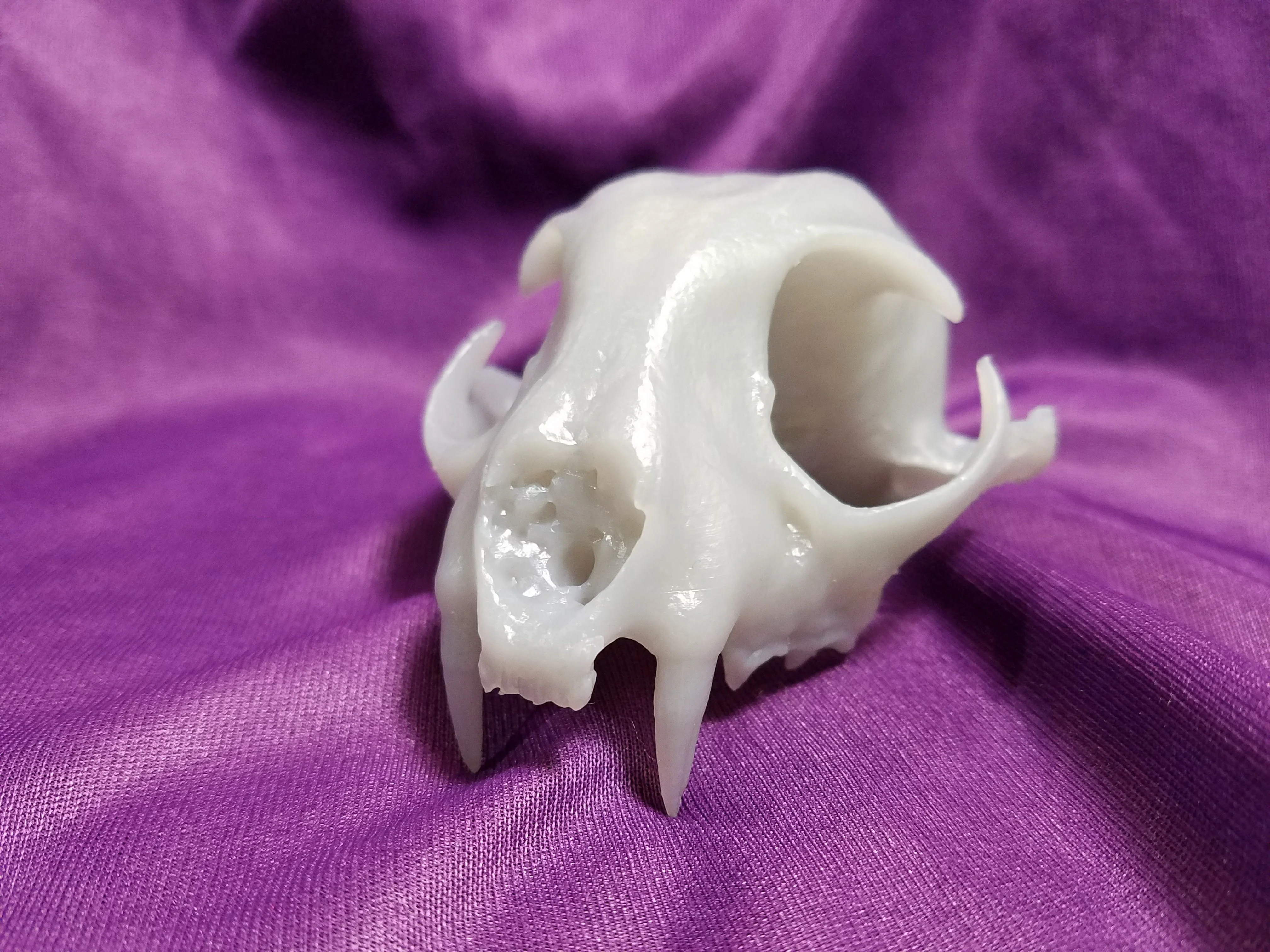 Real Bobcat Original Skull Scan, NextEngine