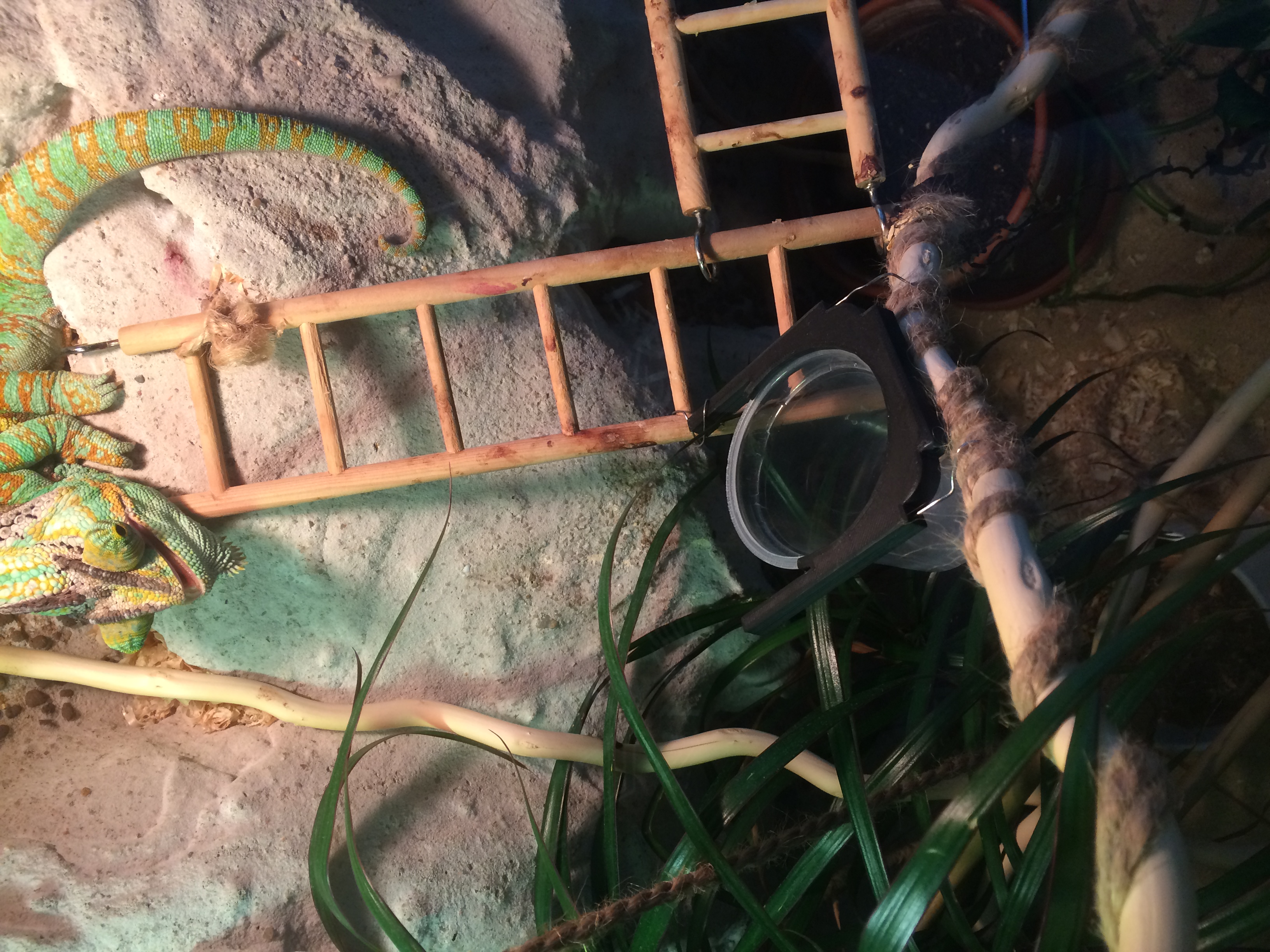 Holder for feeding - terrarium animals