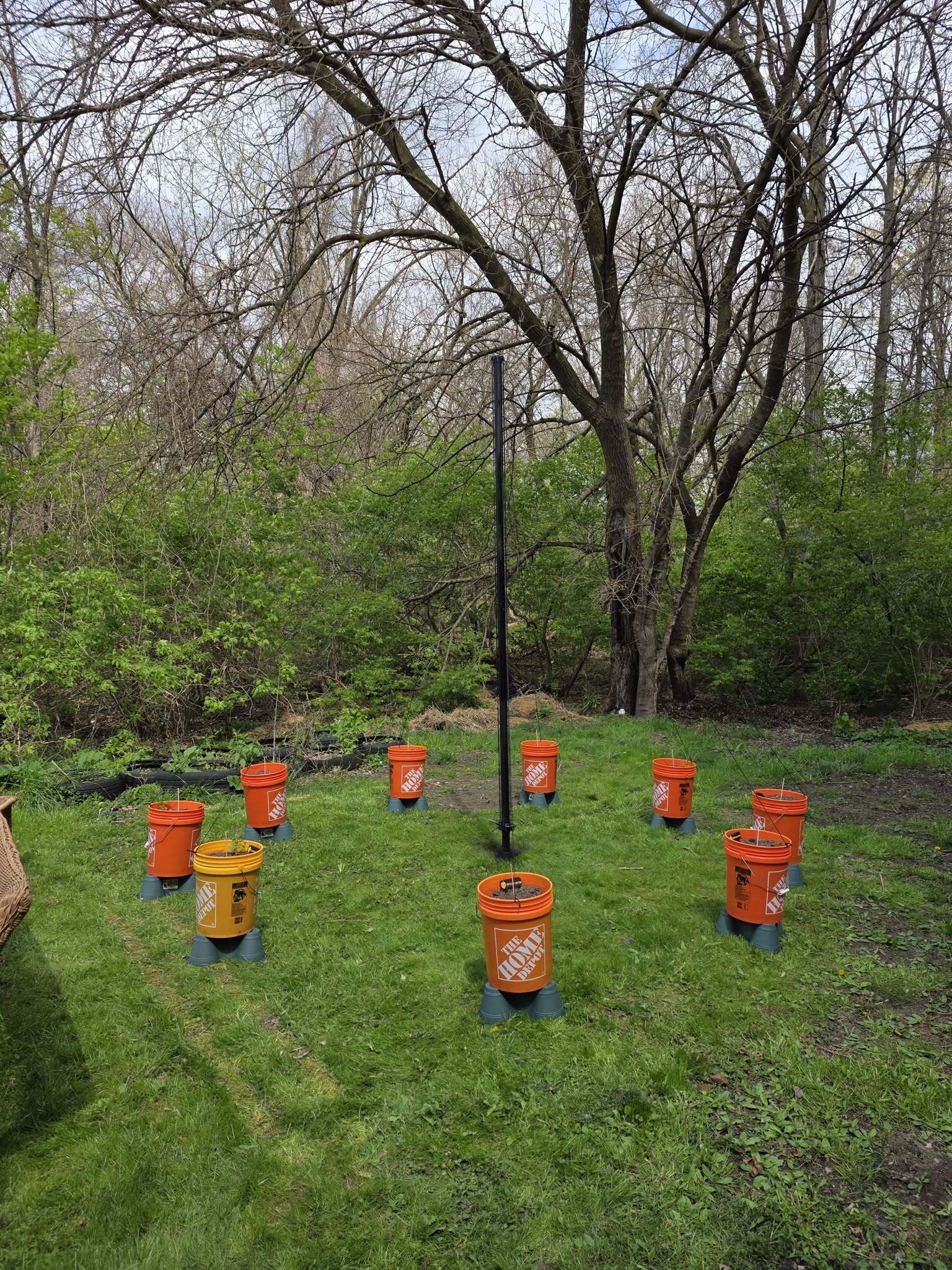 Hops Tree