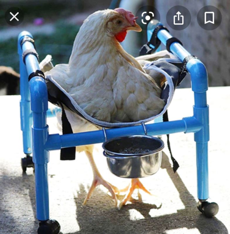 Bird Wheel Chair