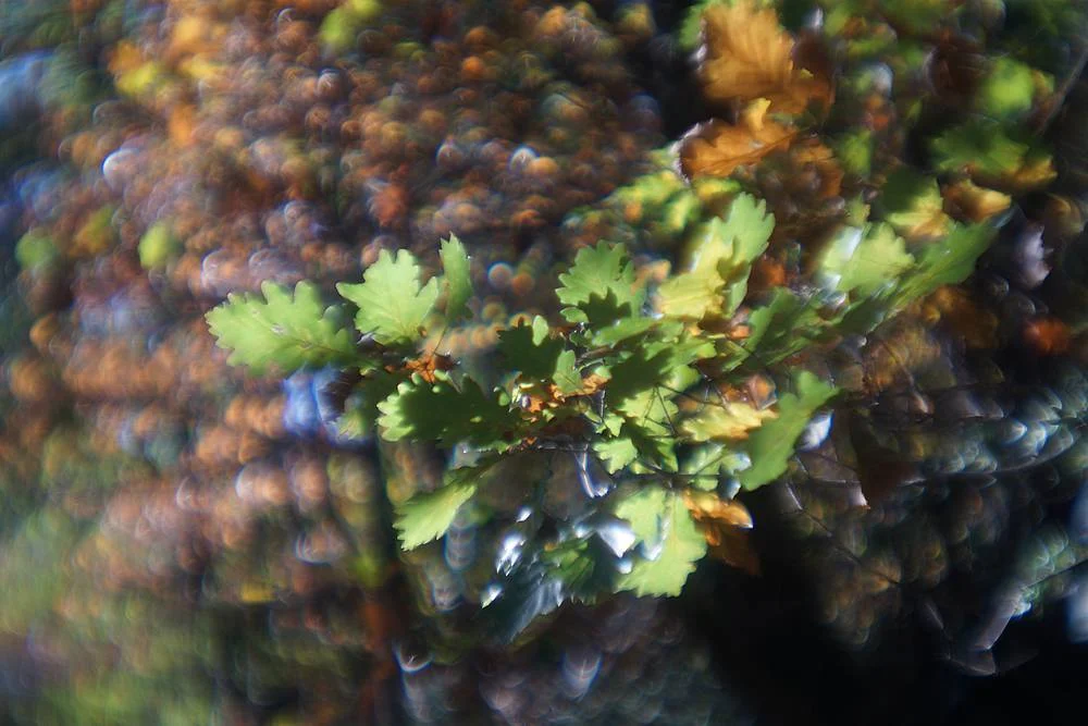 HELIOS 44-2 soft-focus adapter